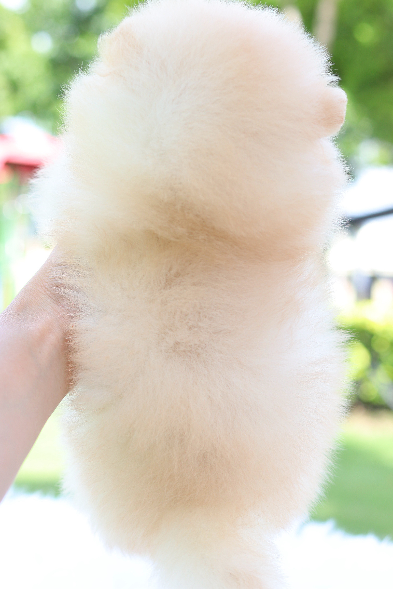 ปอมเมอเรเนียน เพศผู้ สีครีมเกรดโชว์