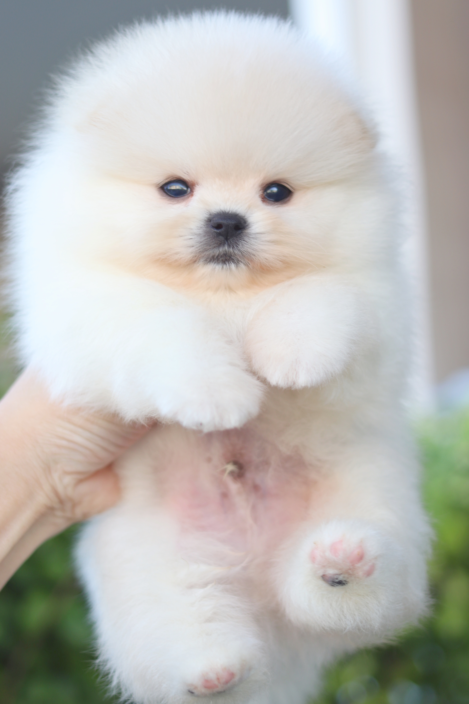 ปอมเมอเรเนียน เพศผู้สีครีม เกรดโชว์