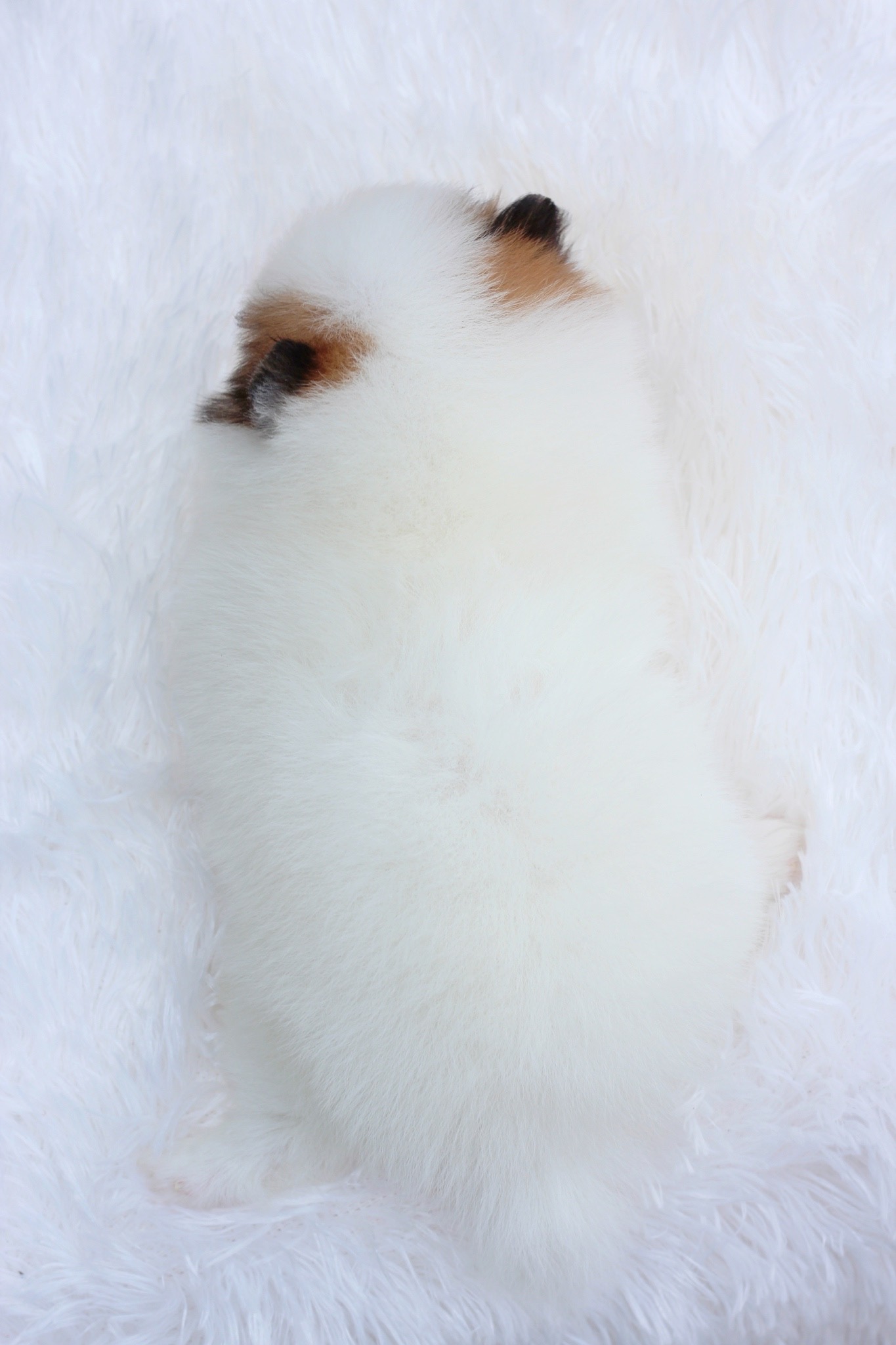 ปอมเมอเรเนียน เพศผู้ สีแฟนซี