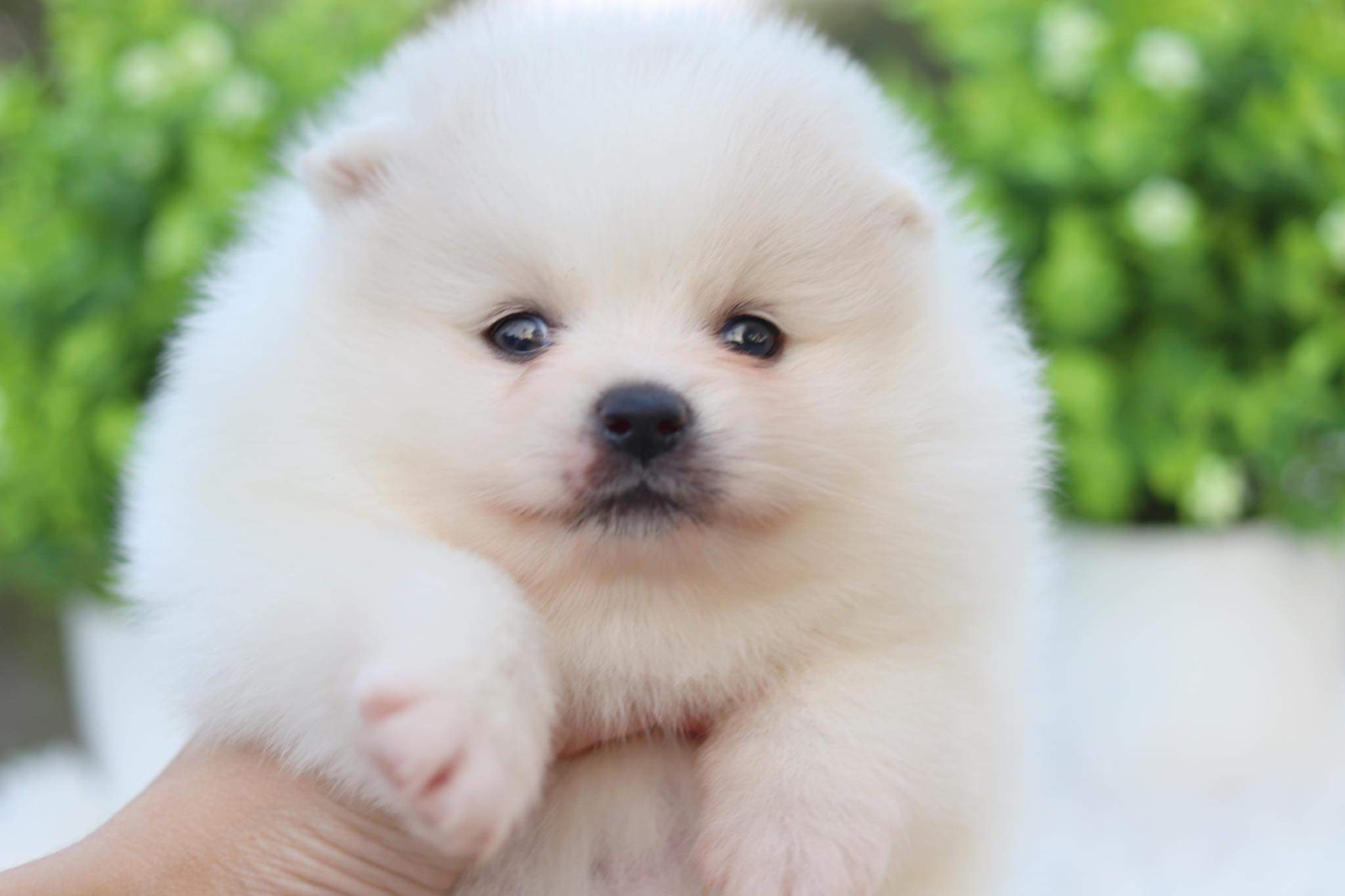 ปอมเมอเรเนียน เพศเมีย