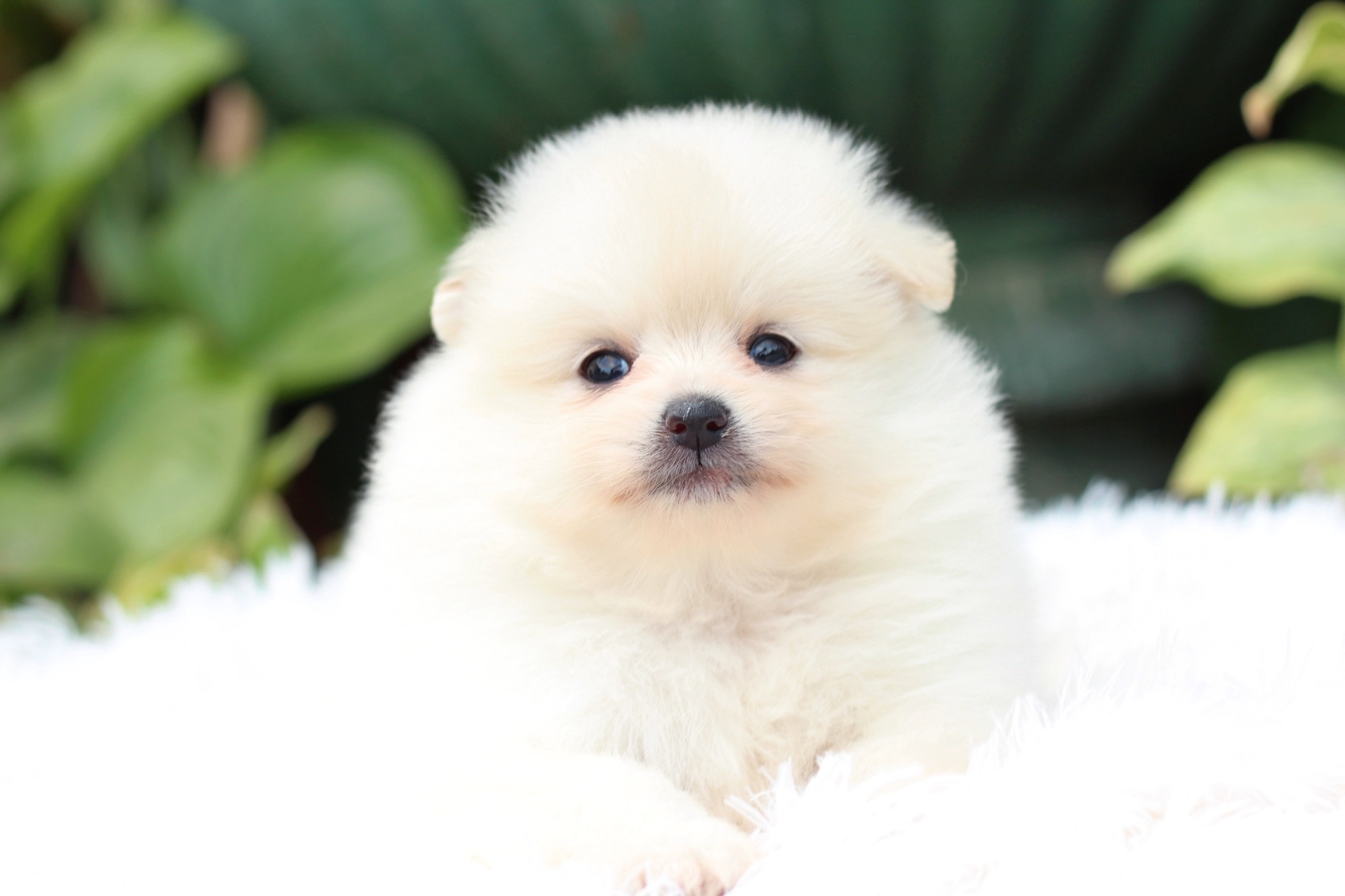 ปอมเมอเรเนียน เพศผู้ สีขาวครีม เกรดเลี้ยงเล่น