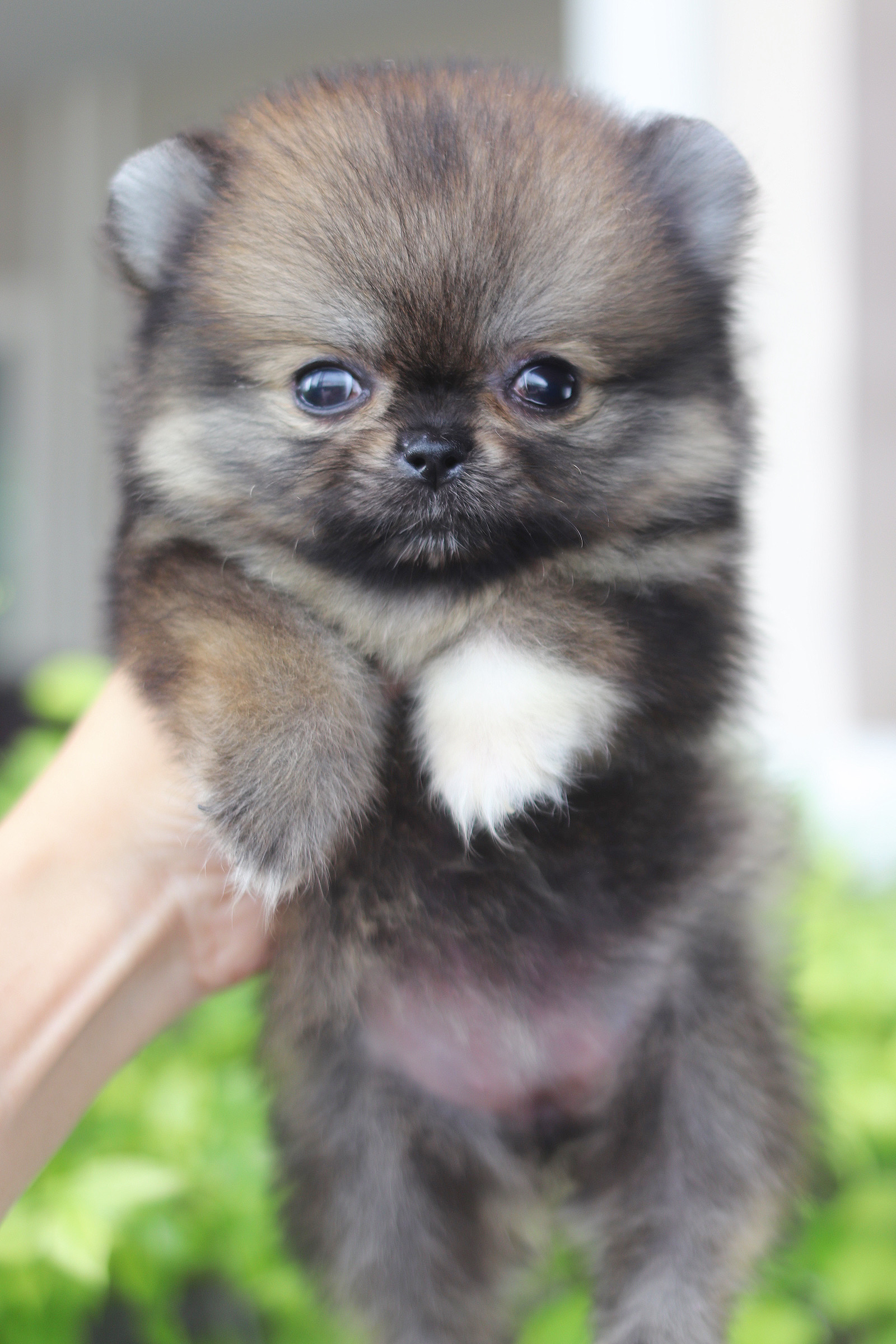 ปอมเมอเรเนียน เพศเมียสีส้มทีคัพ