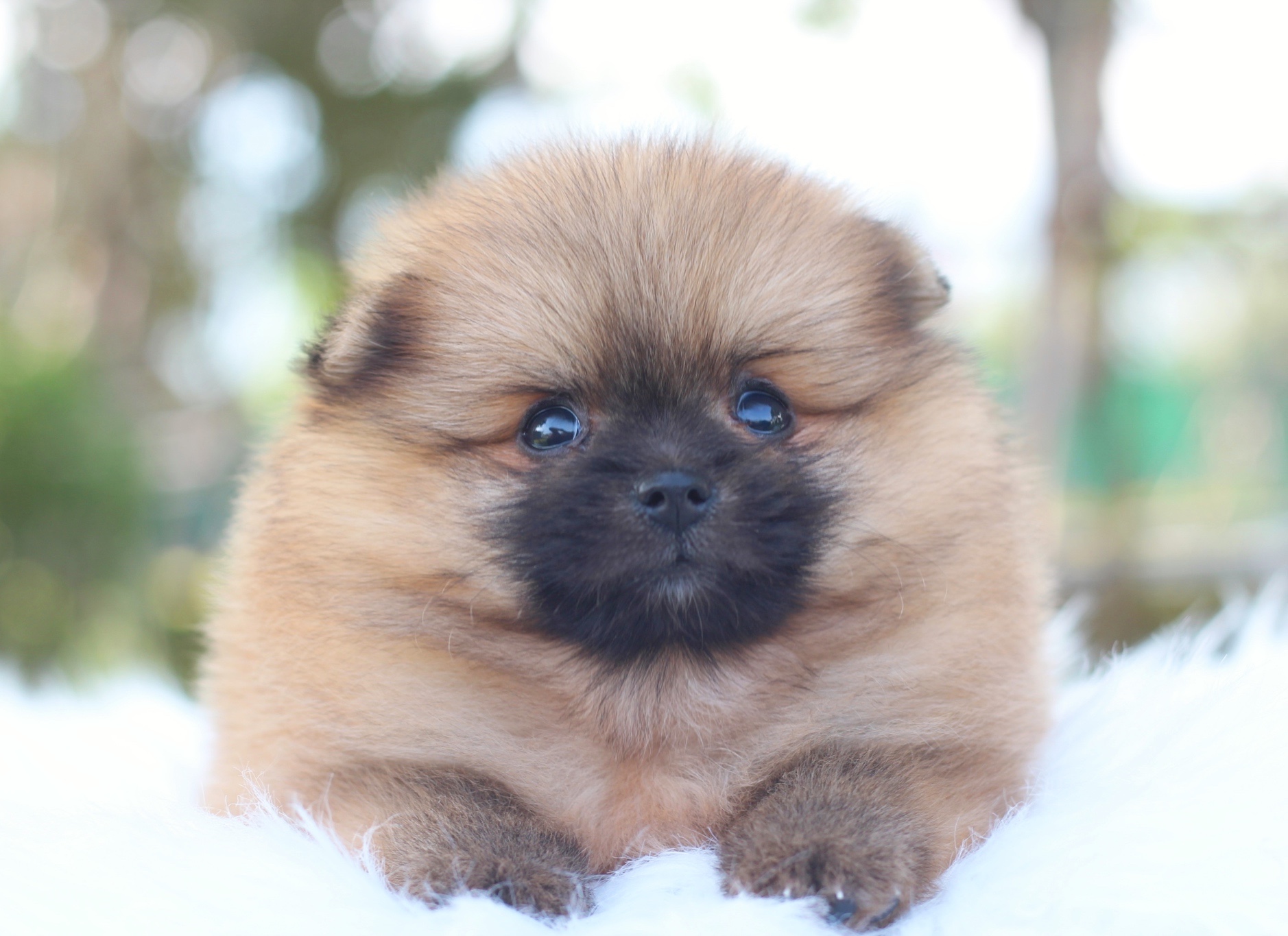 ปอมเมอเรเนียน เพศผู้สีส้ม