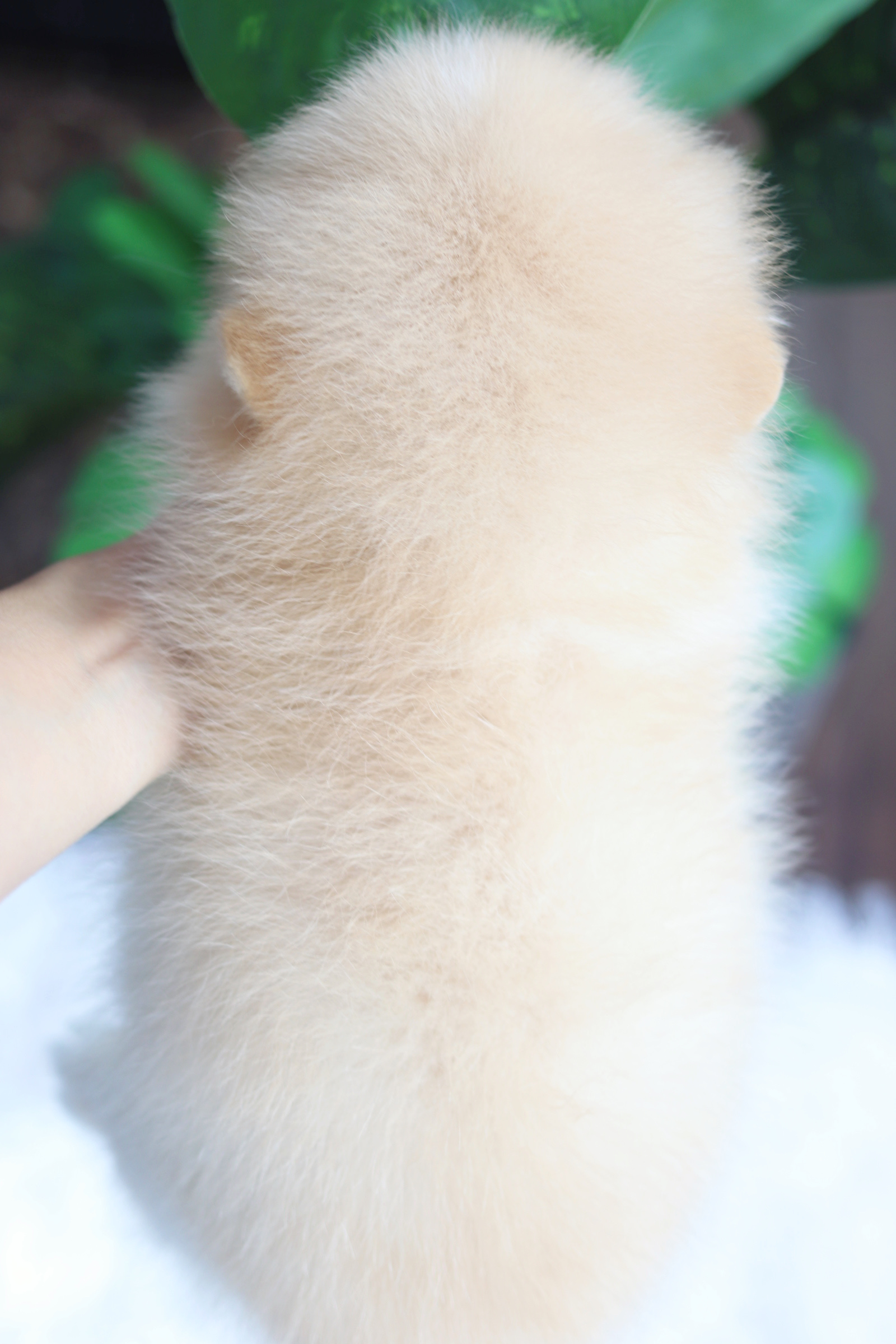 ปอมเมอเรเนียน เพศผู้ สีขาวครีม