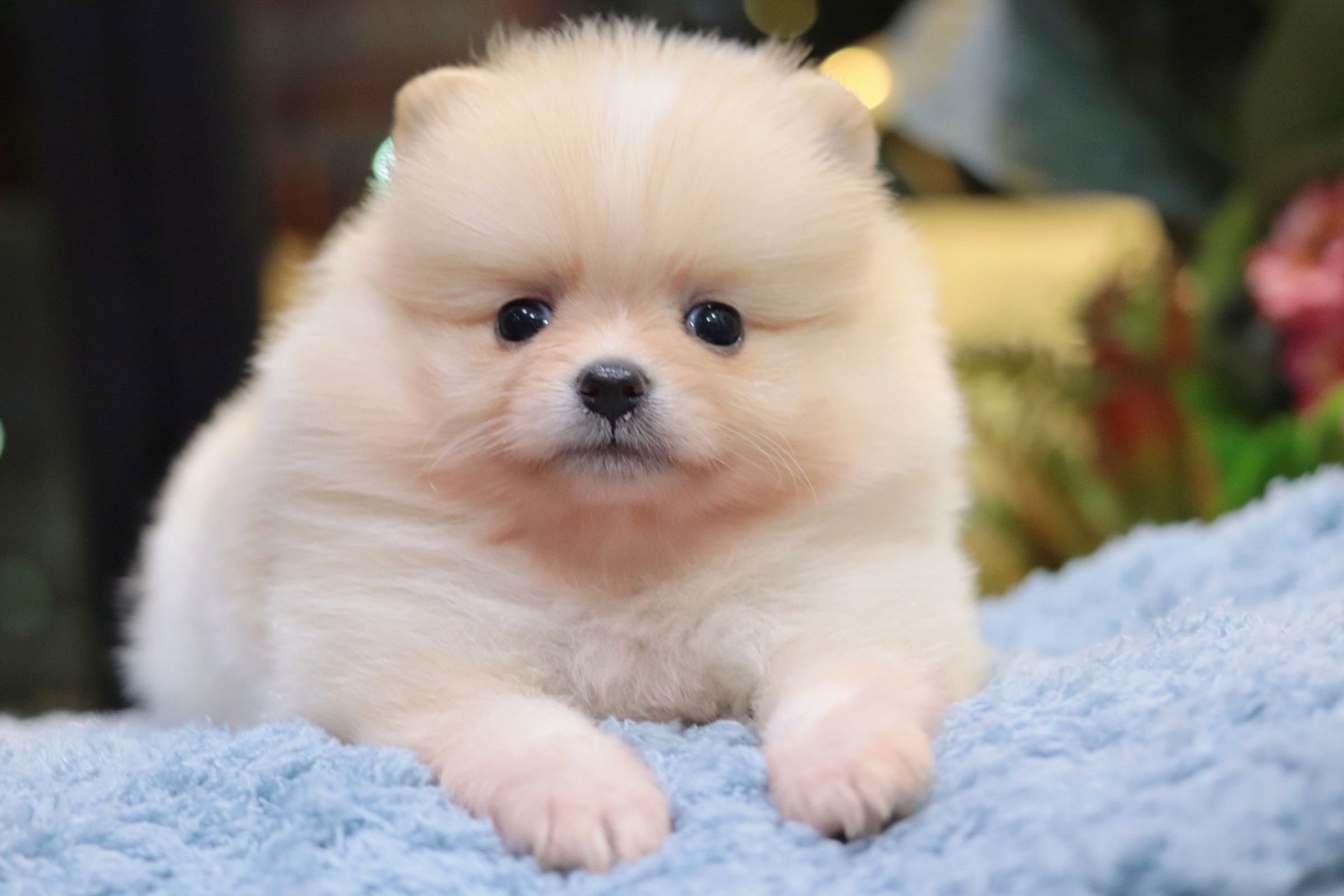 ปอมเมอเรเนียน เพศผู้ สีครีม