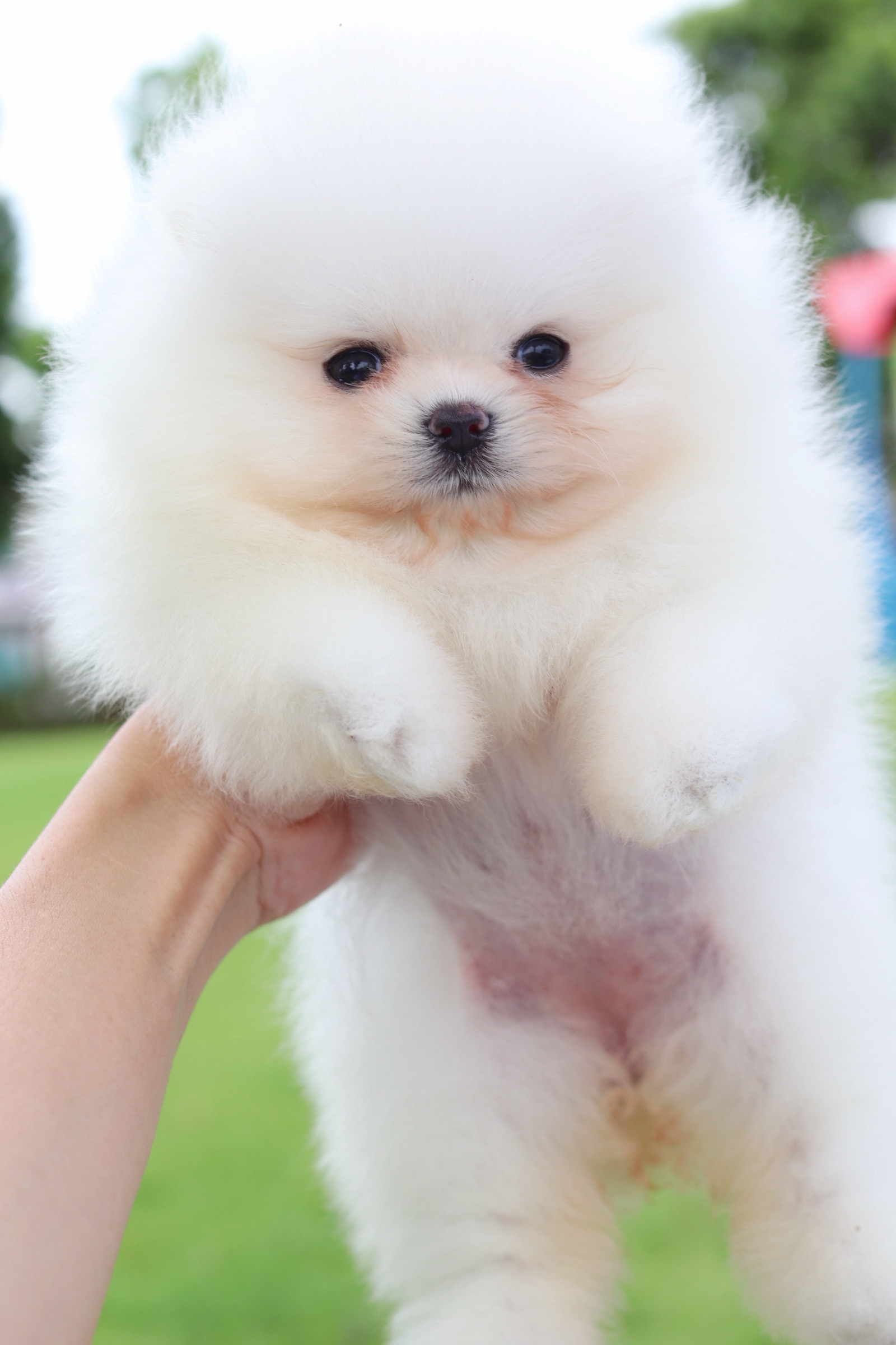 ปอมเมอเรเนียน เพศเมียสีขาวครีม เกรดโขว์