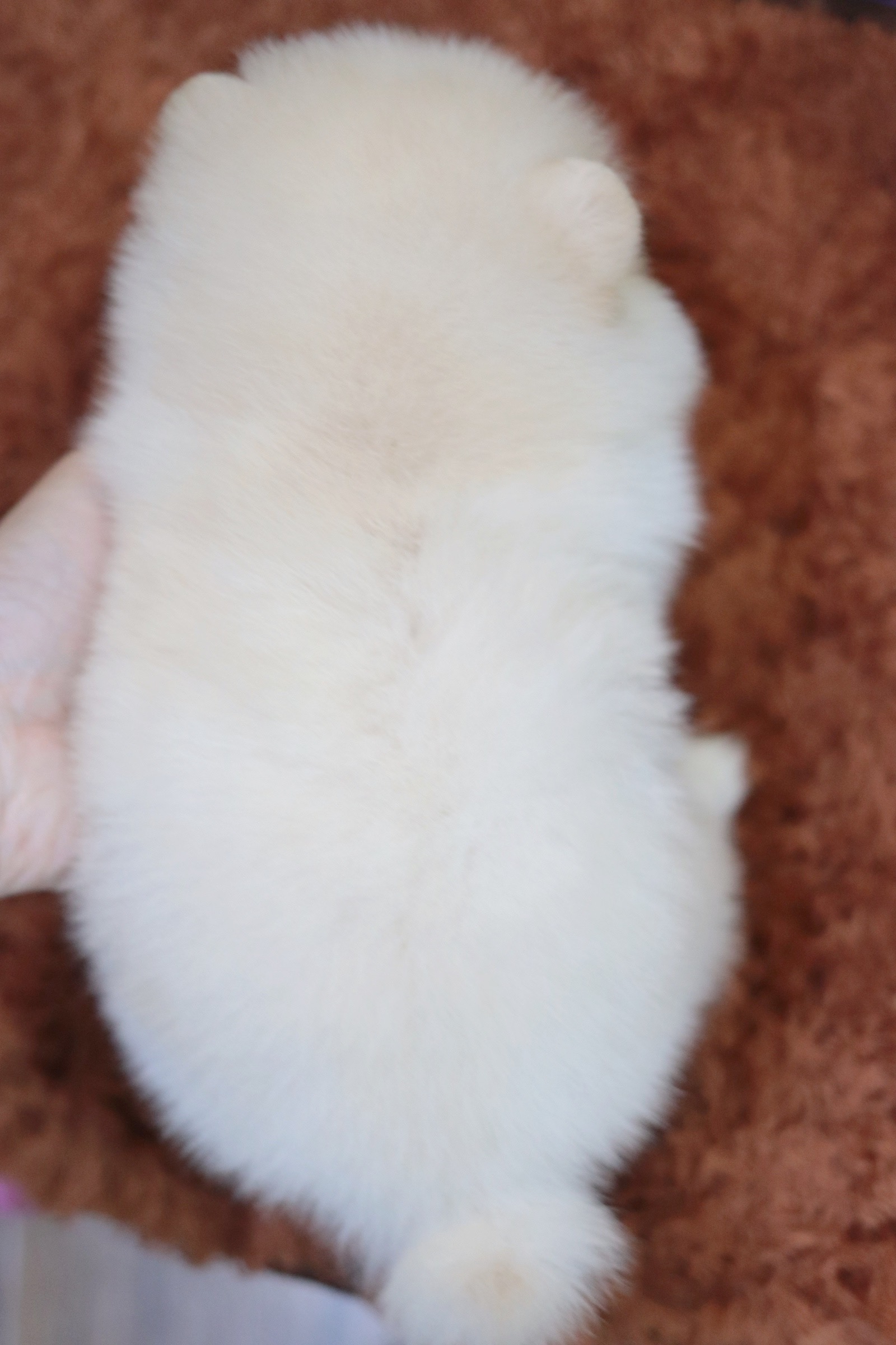 ปอมเมอเรเนียน เพศเมีย ทีคัพขาวครีม