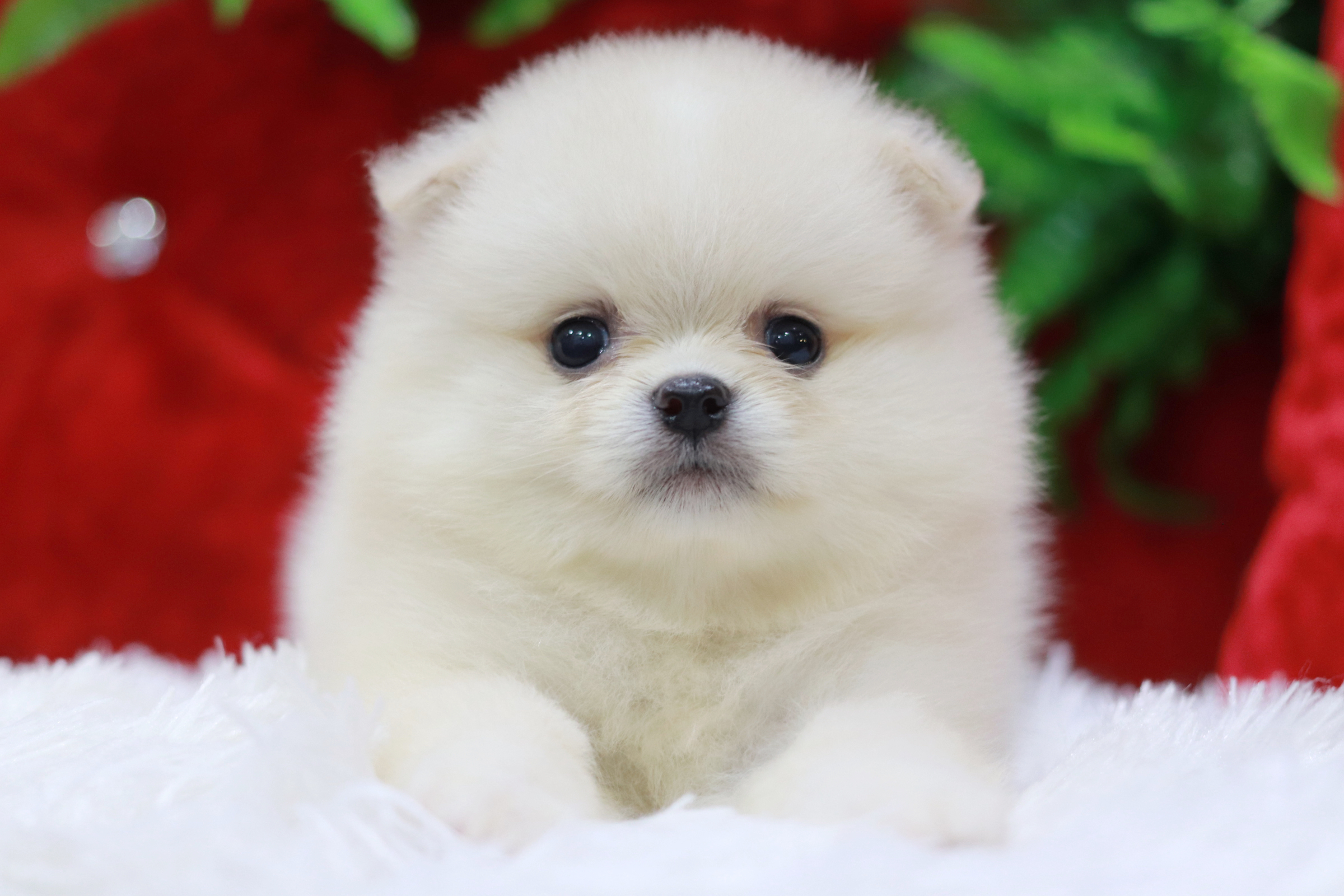 ปอมเมอเรเนียน เพศเมียสีขาวครีม ขนแน่นๆ