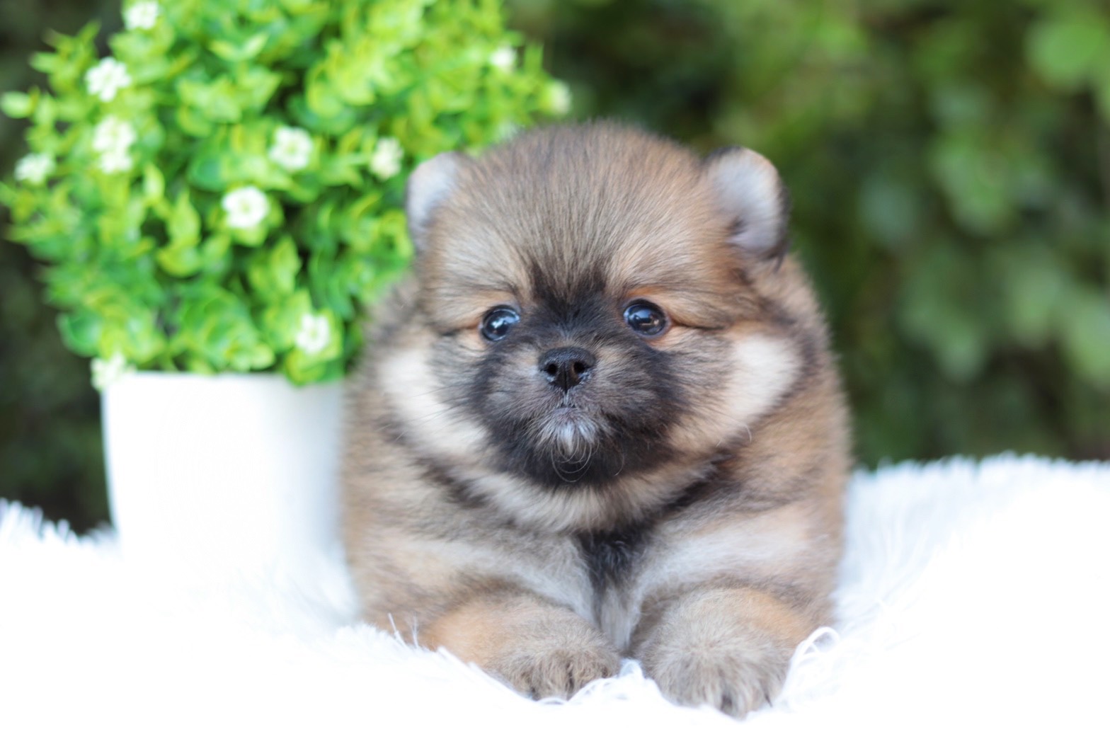 ปอมเมอเรเนียน เพศผู้สีส้ม