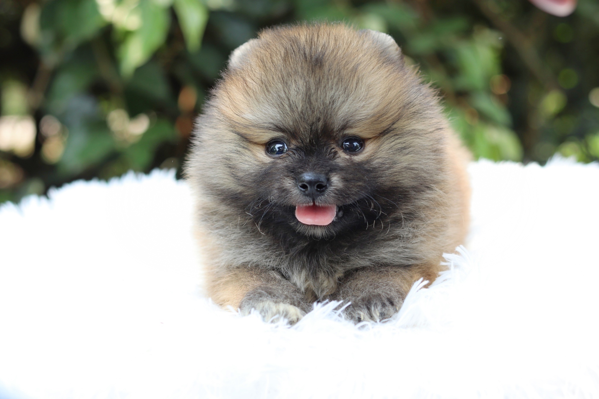 ปอมเมอเรเนียน เพศผู้ สีส้ม