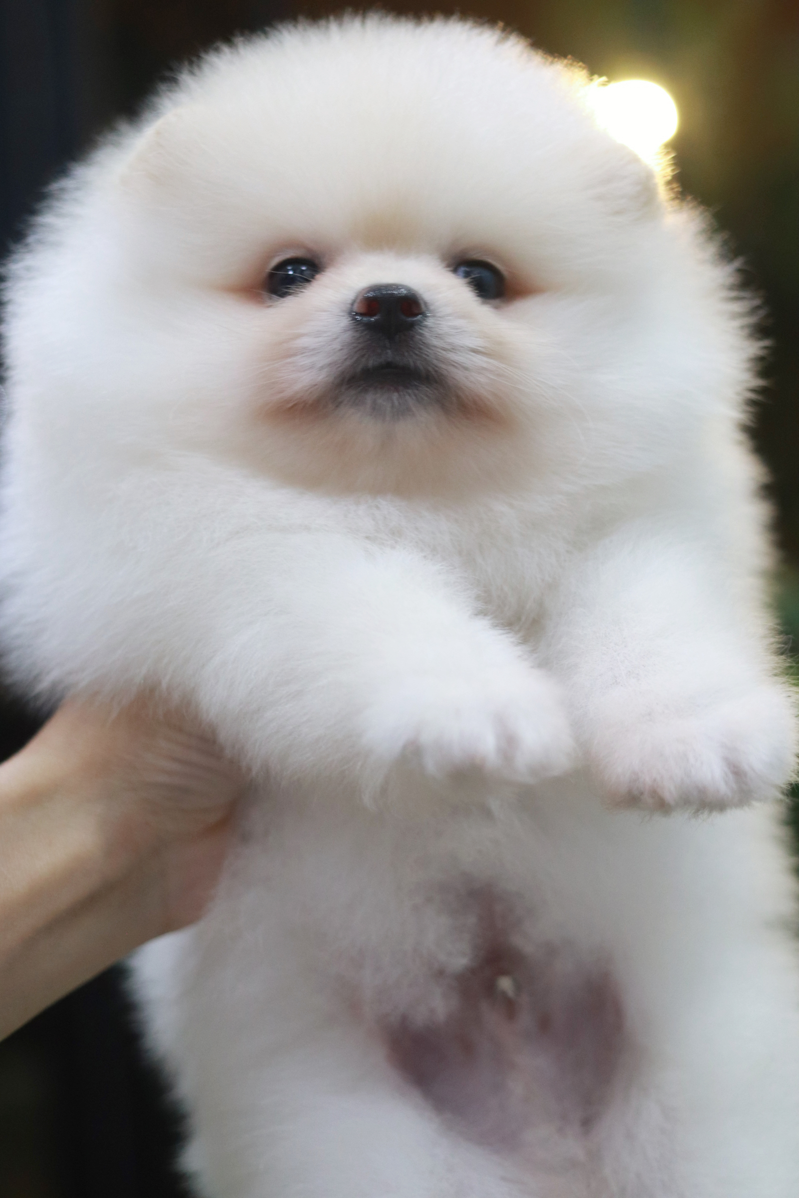 ปอมเมอเรเนียน เพศผู้สีขาวครีมขนแน่นๆ