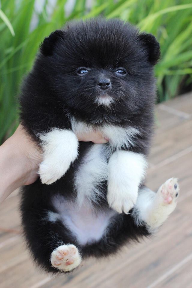 ปอมเมอเรเนียน เพศเมีย