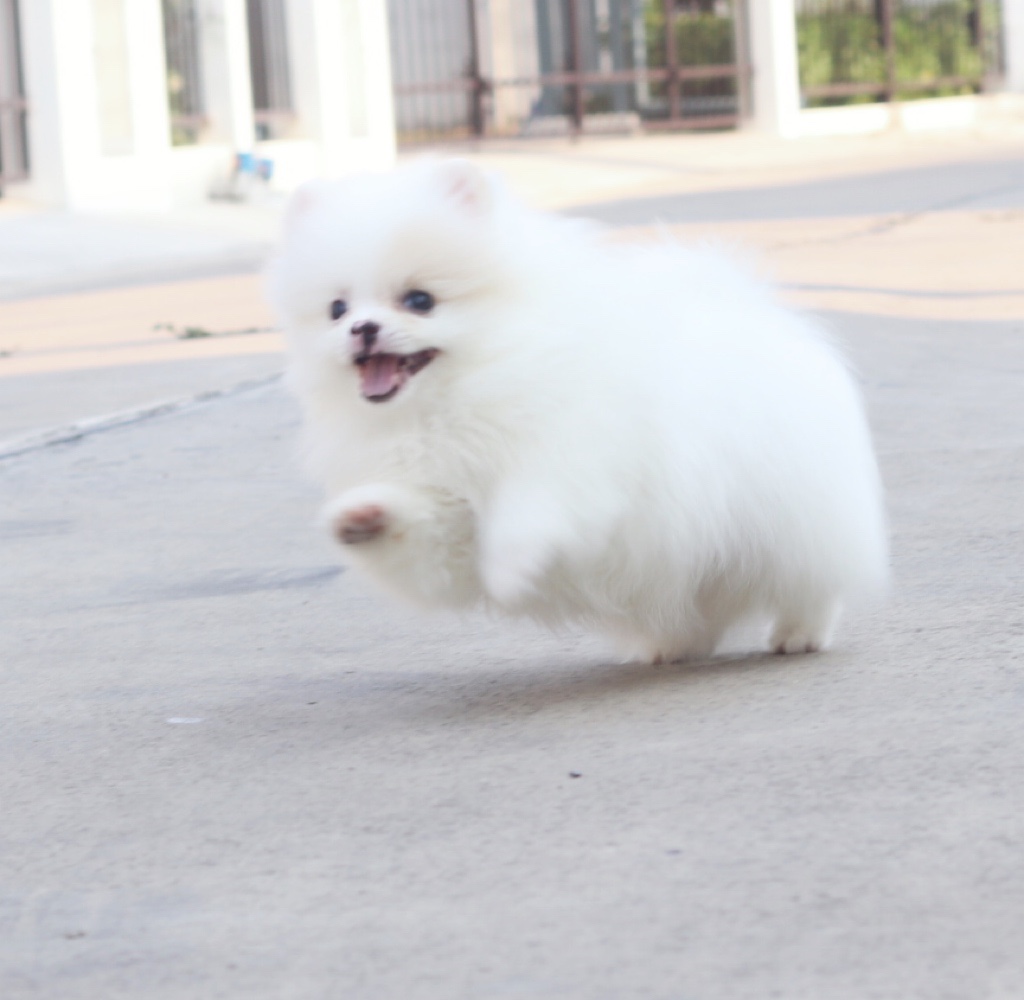 ปอมเมอเรเนียน เพศผู้ สีขาวครีม