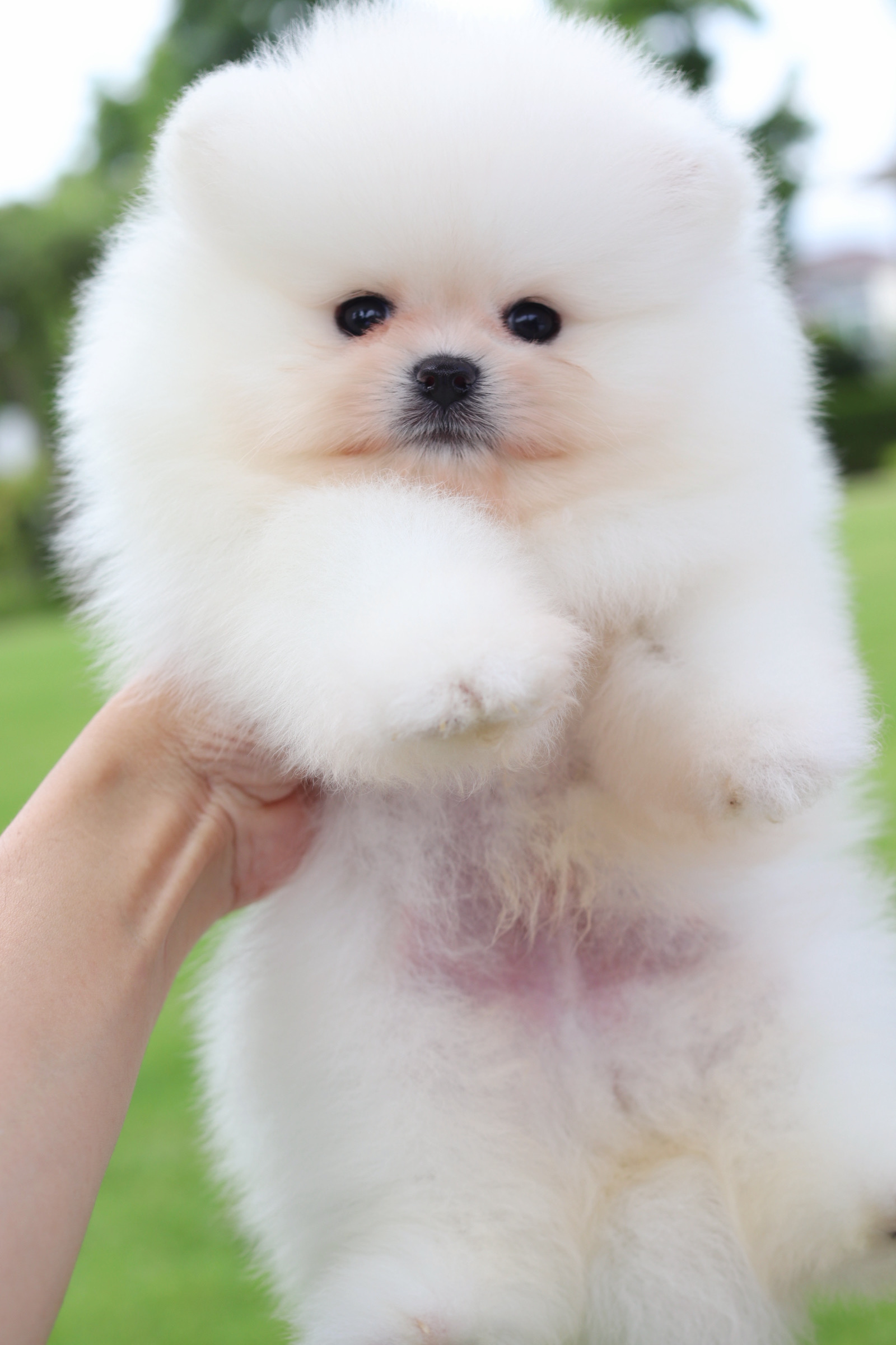 ปอมเมอเรเนียน เพศผู้สีขาวครีม เกรดโขว์