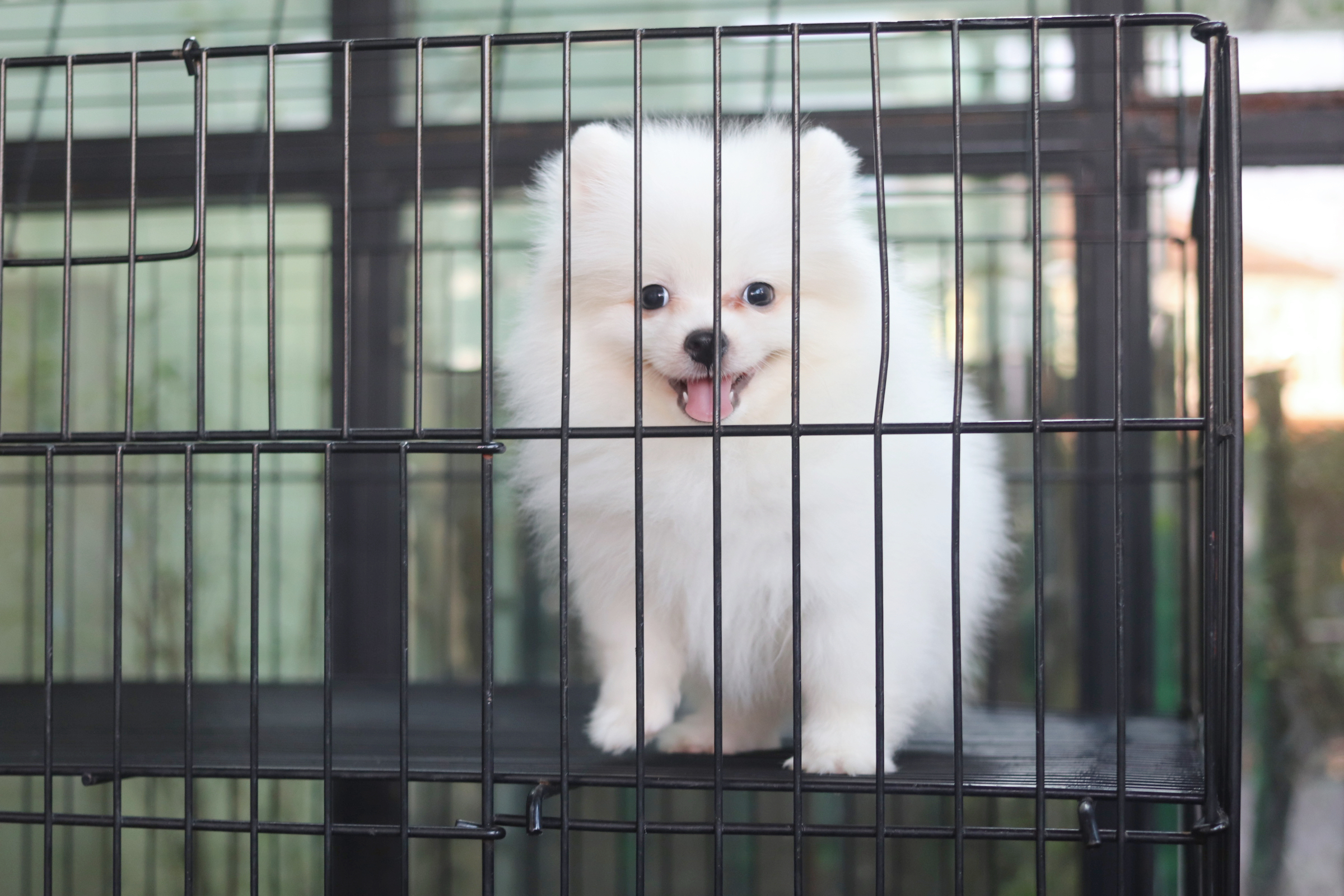 ปอมเมอเรเนียน เพศผู้ สีขาวครีม