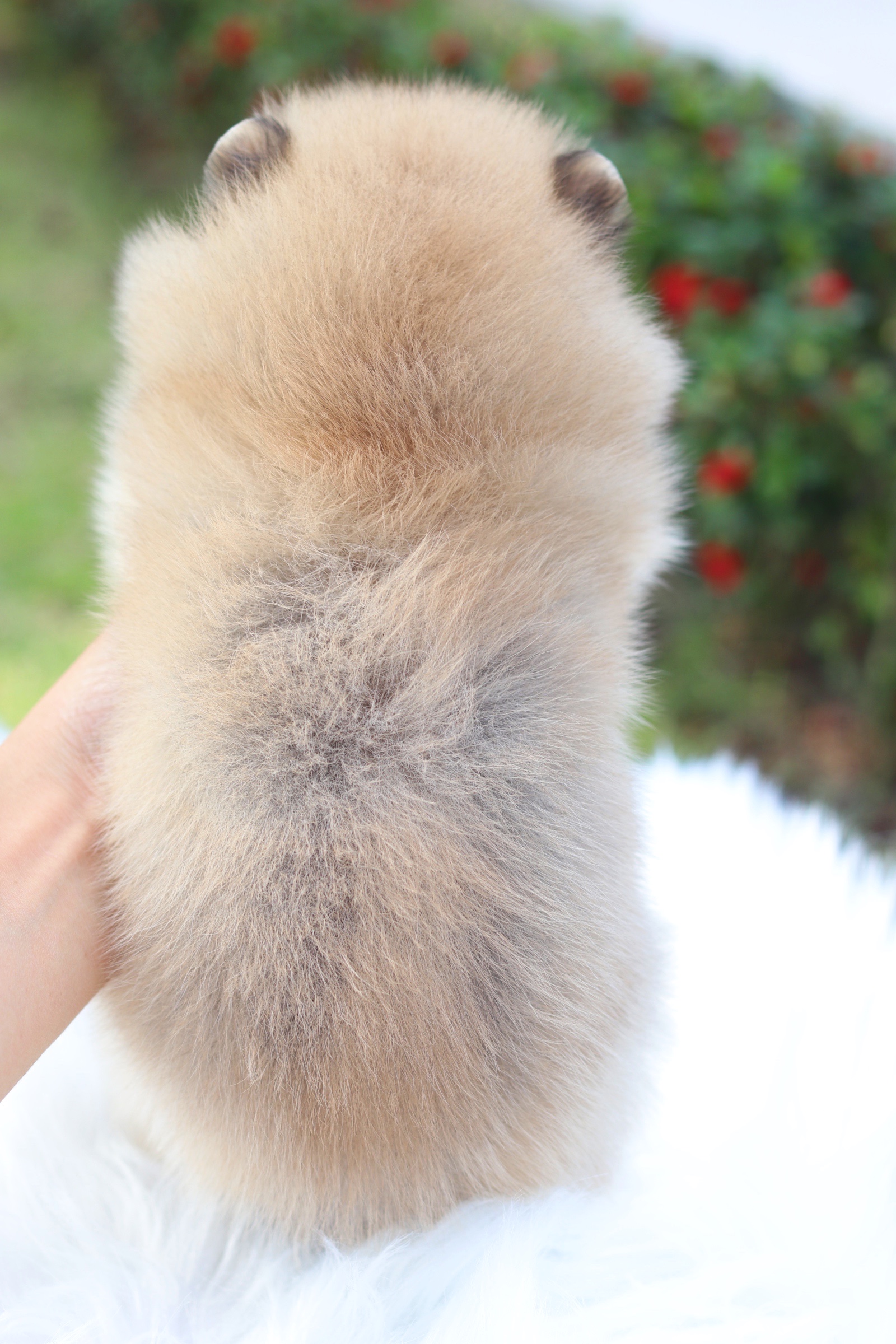 ปอมเมอเรเนียน เพศเมียสีส้ม