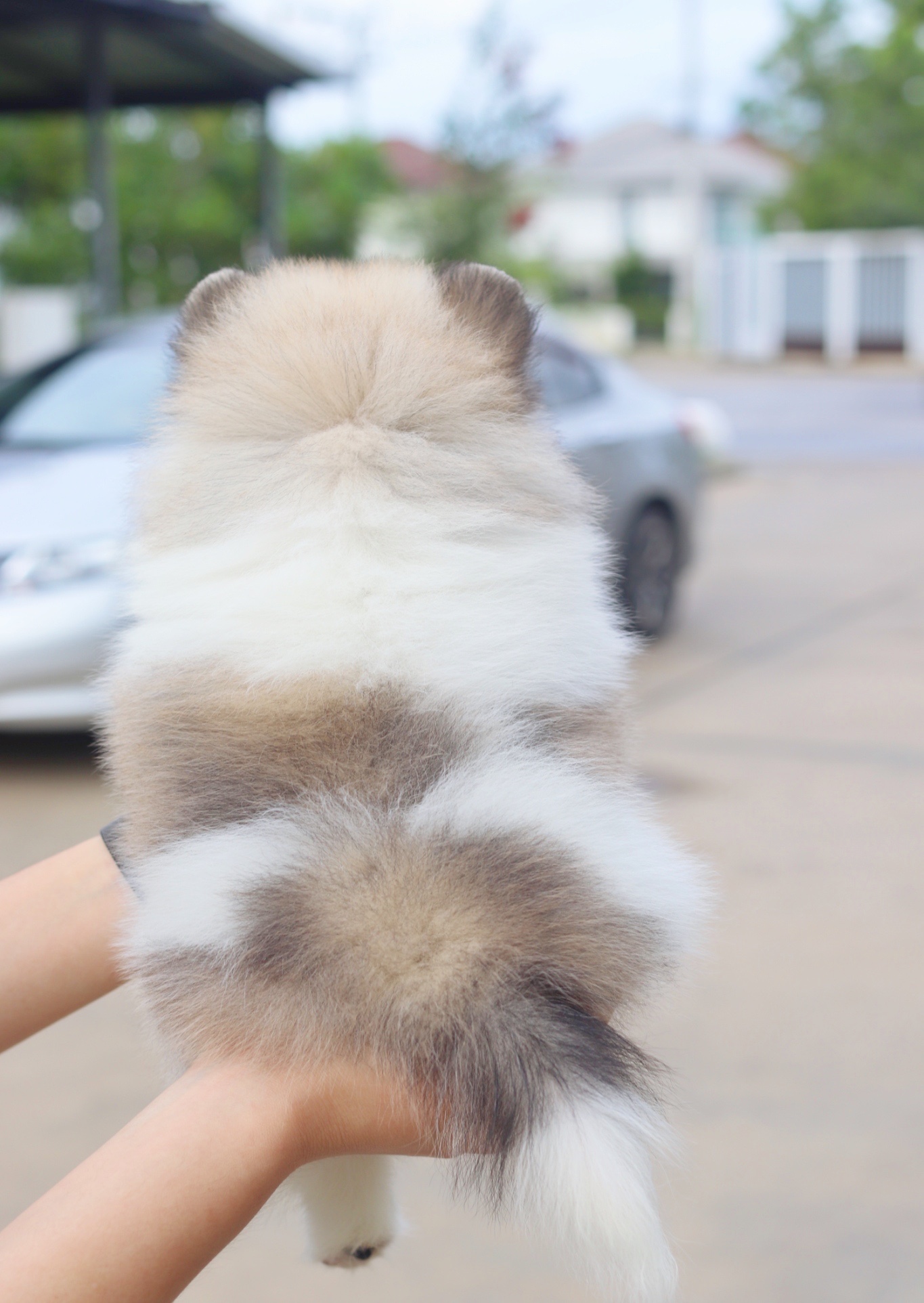 ปอมเมอเรเนียน เพศเมียแฟนซี