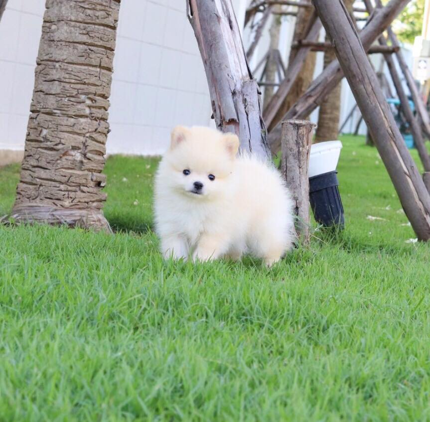 ปอมเมอเรเนียน เพศผู้