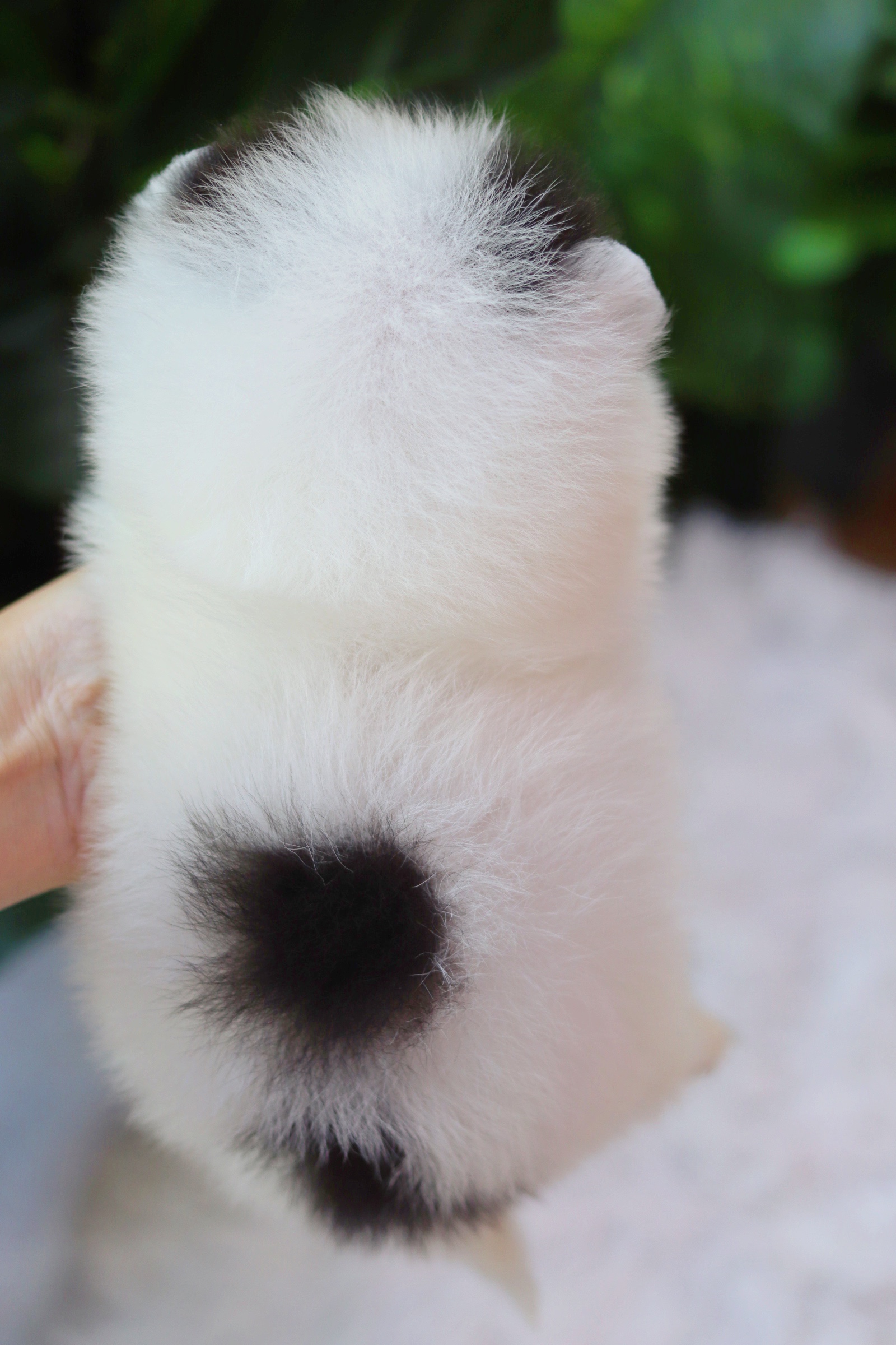 ปอมเมอเรเนียน เพศเมียแฟนซี