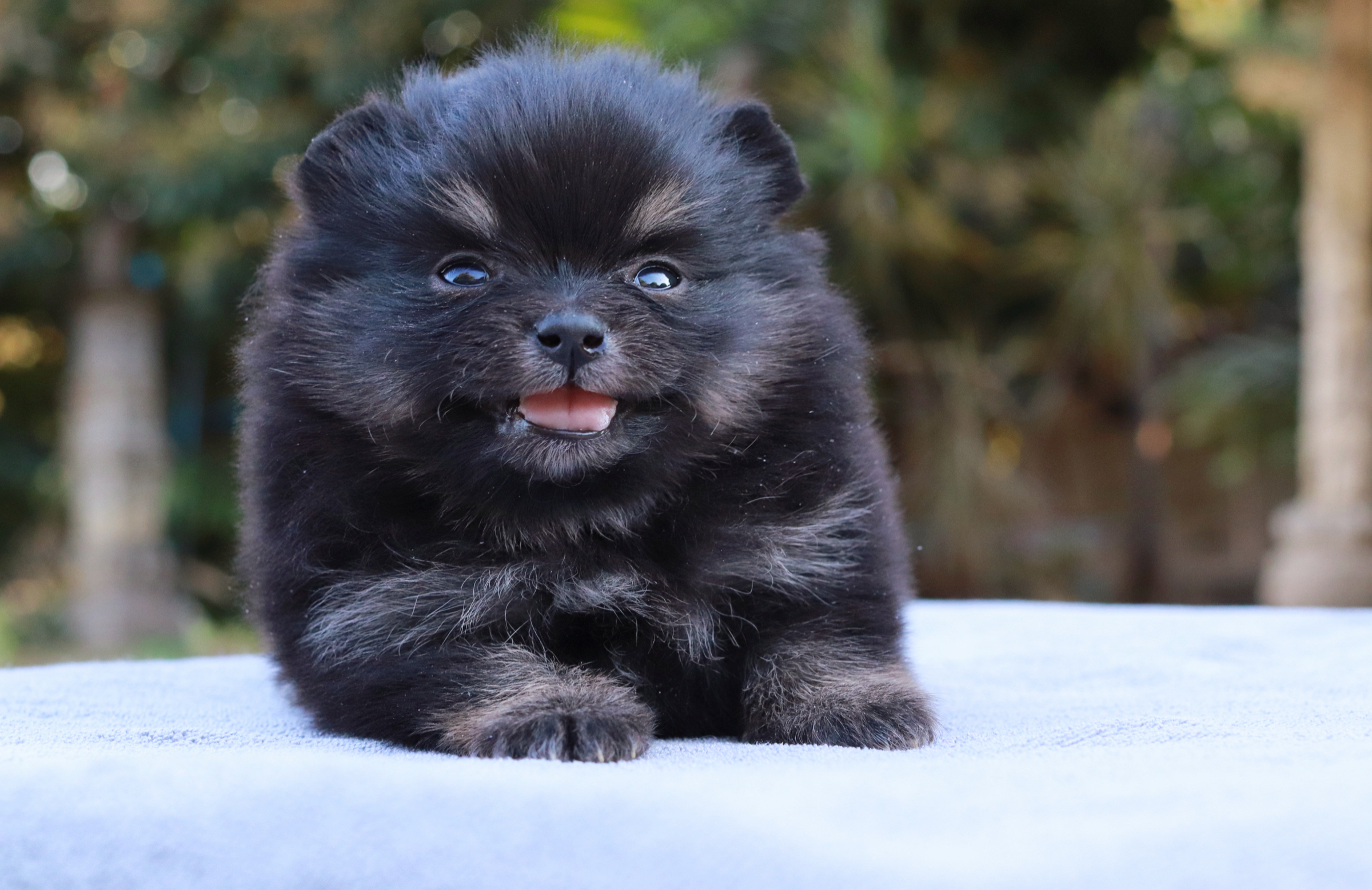 ปอมเมอเรเนียน เพศเมีย แบล็คแทน