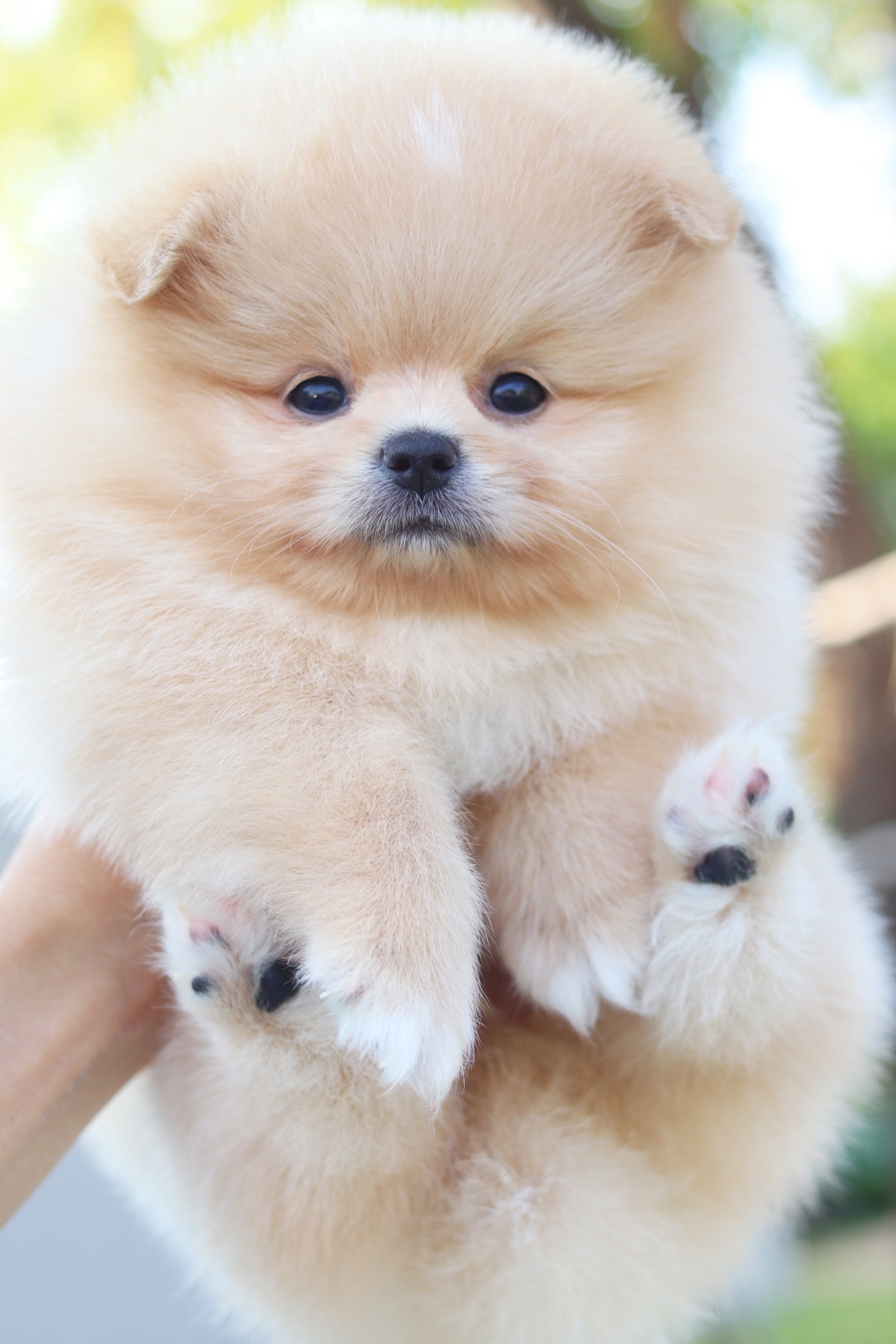 ปอมเมอเรเนียน เพศผู้ สีครีม