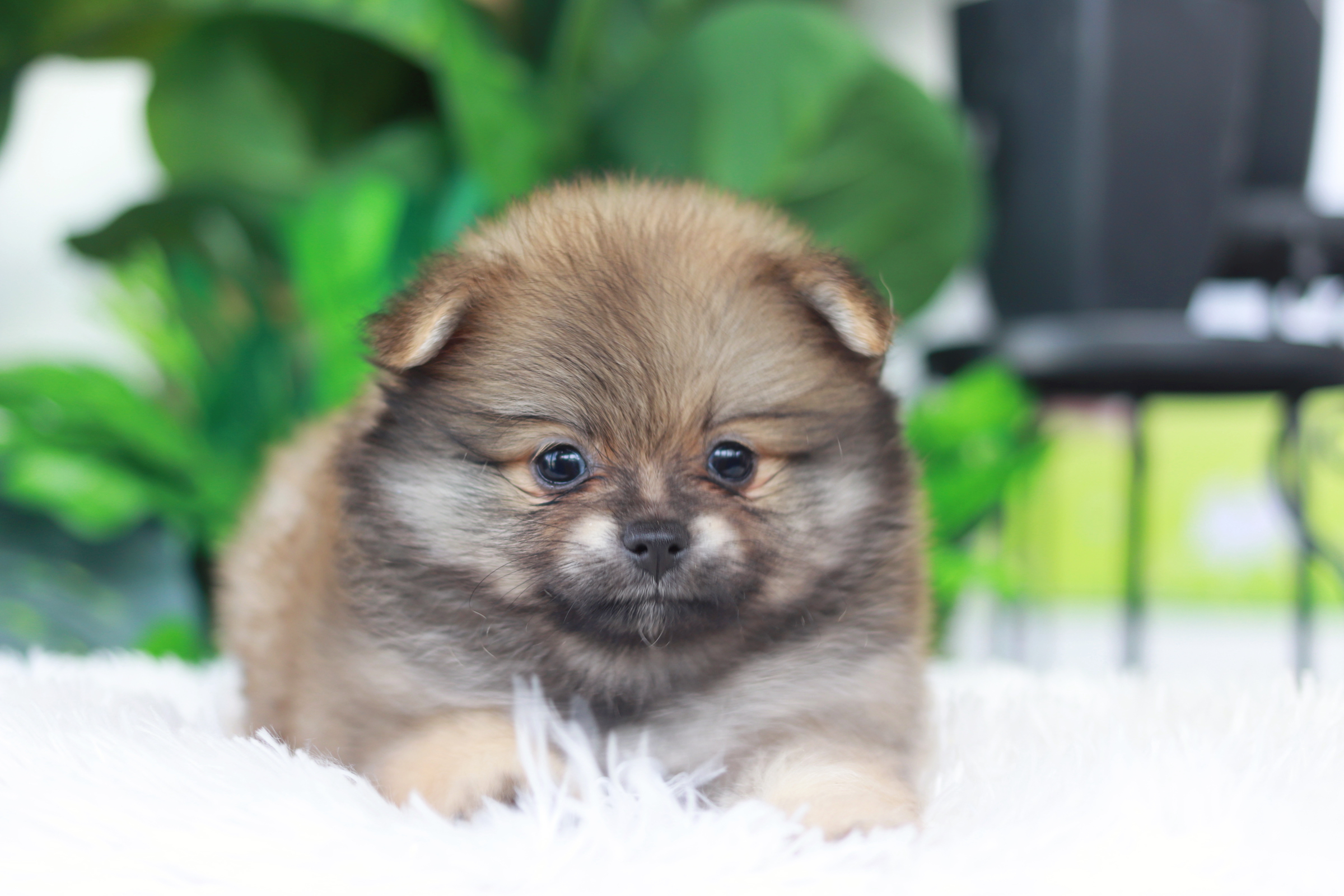 ปอมเมอเรเนียน เพศผู้สีส้ม