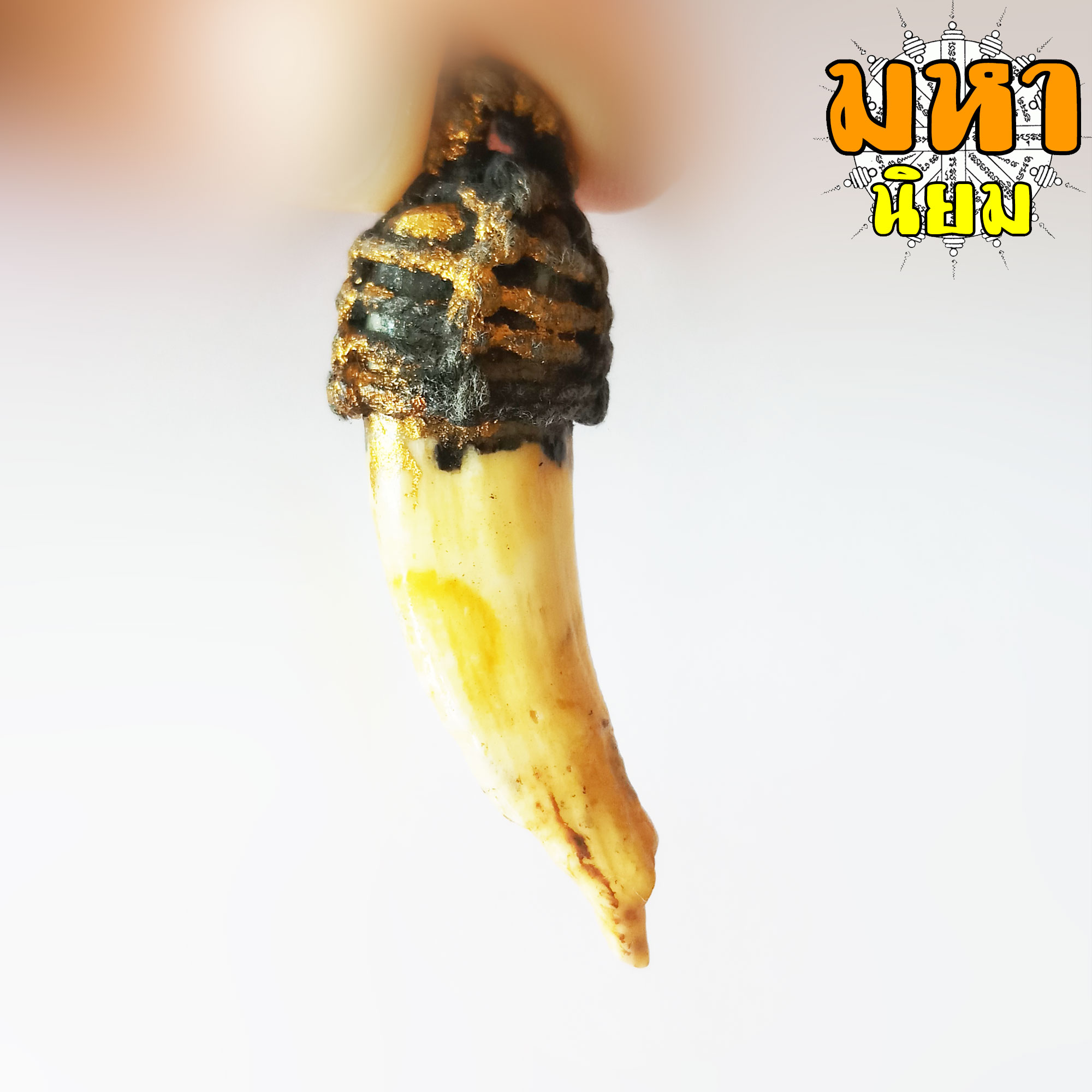 เขี้ยวหมูตัน ถักเชือกรอบ ไม่ทราบที่มาแน่ชัด โปรดใช้วิจารณญาณ