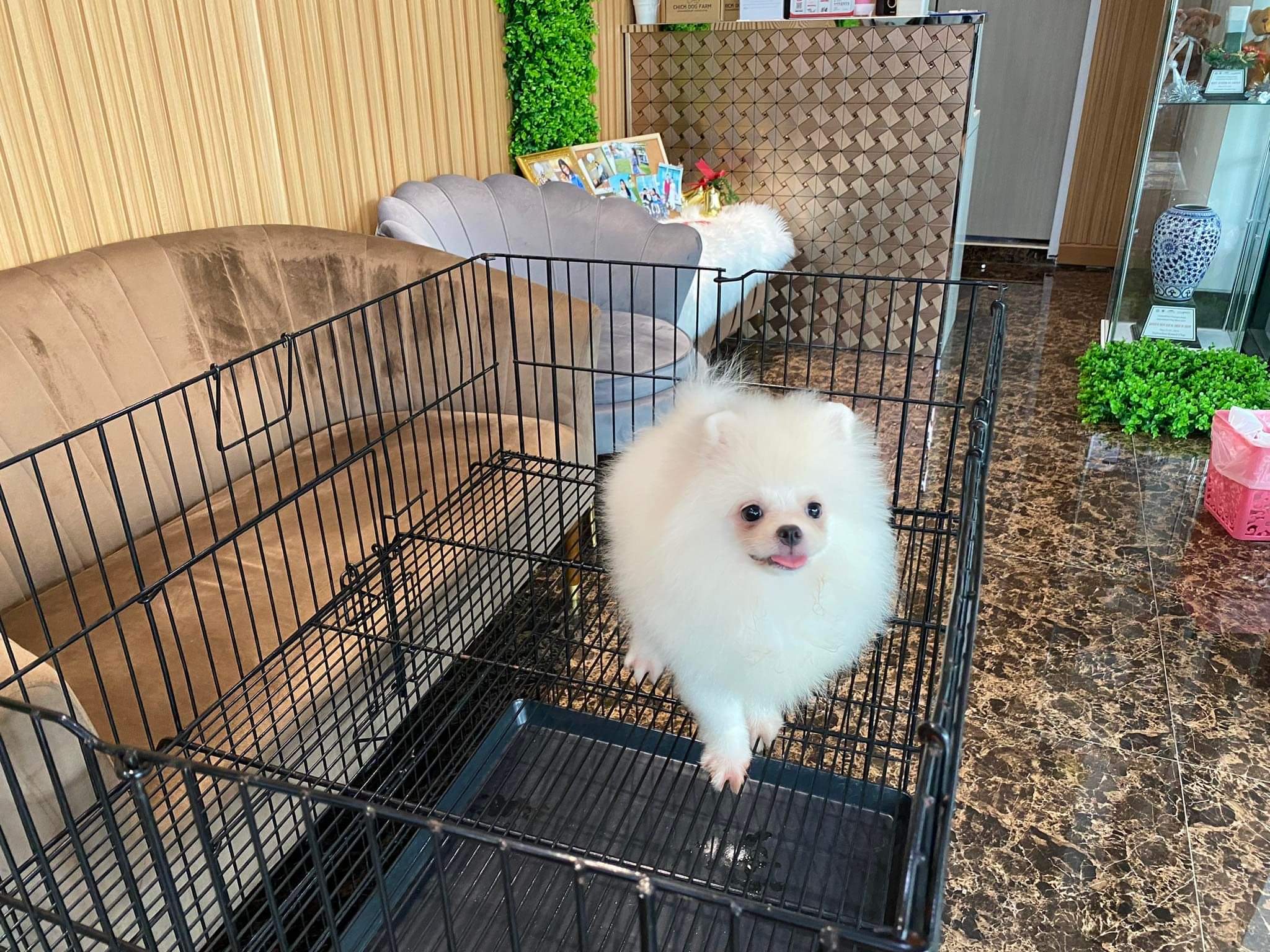 ปอมเมอเรเนียน เพศผู้ สีขาวครีม