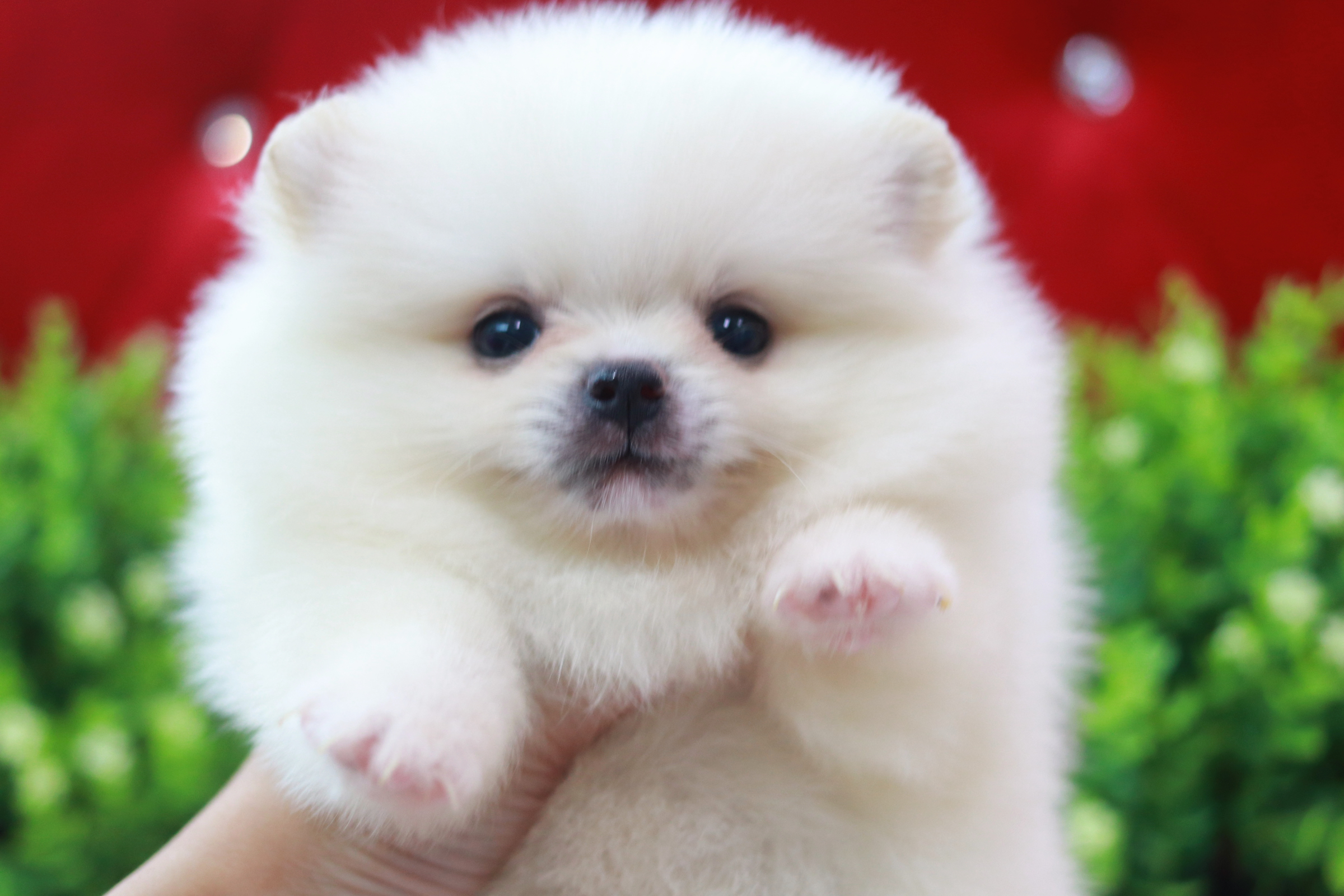 ปอมเมอเรเนียน เพศผู้ ขาวครีม หน้าตุ๊กตา