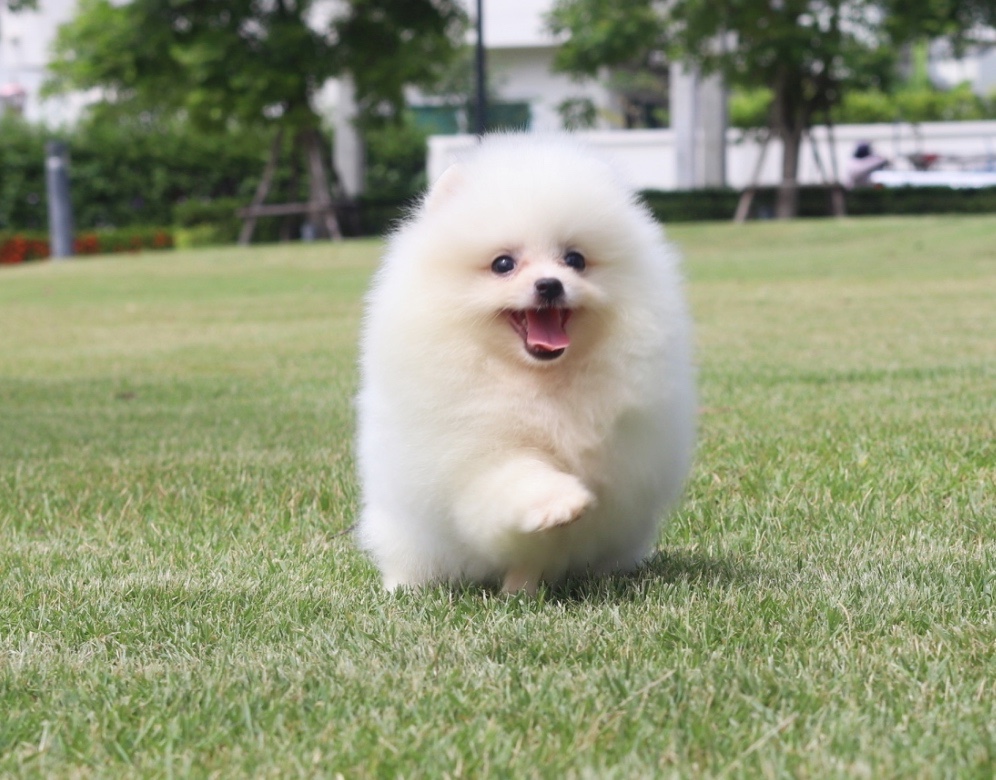 ปอมเมอเรเนียน เพศเมียสีขาวครีม