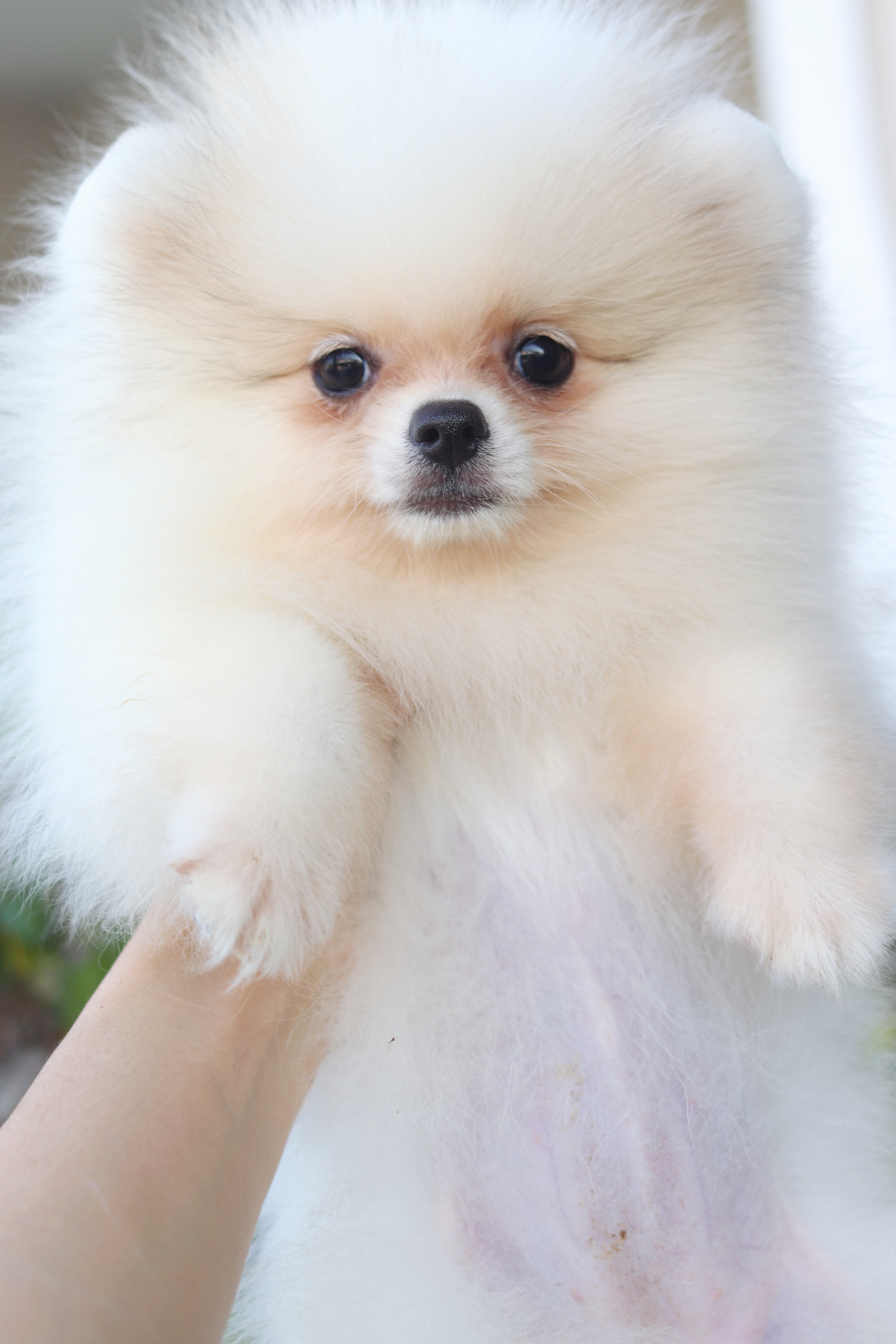 ปอมเมอเรเนียน เพศเมียสีแฟนซี