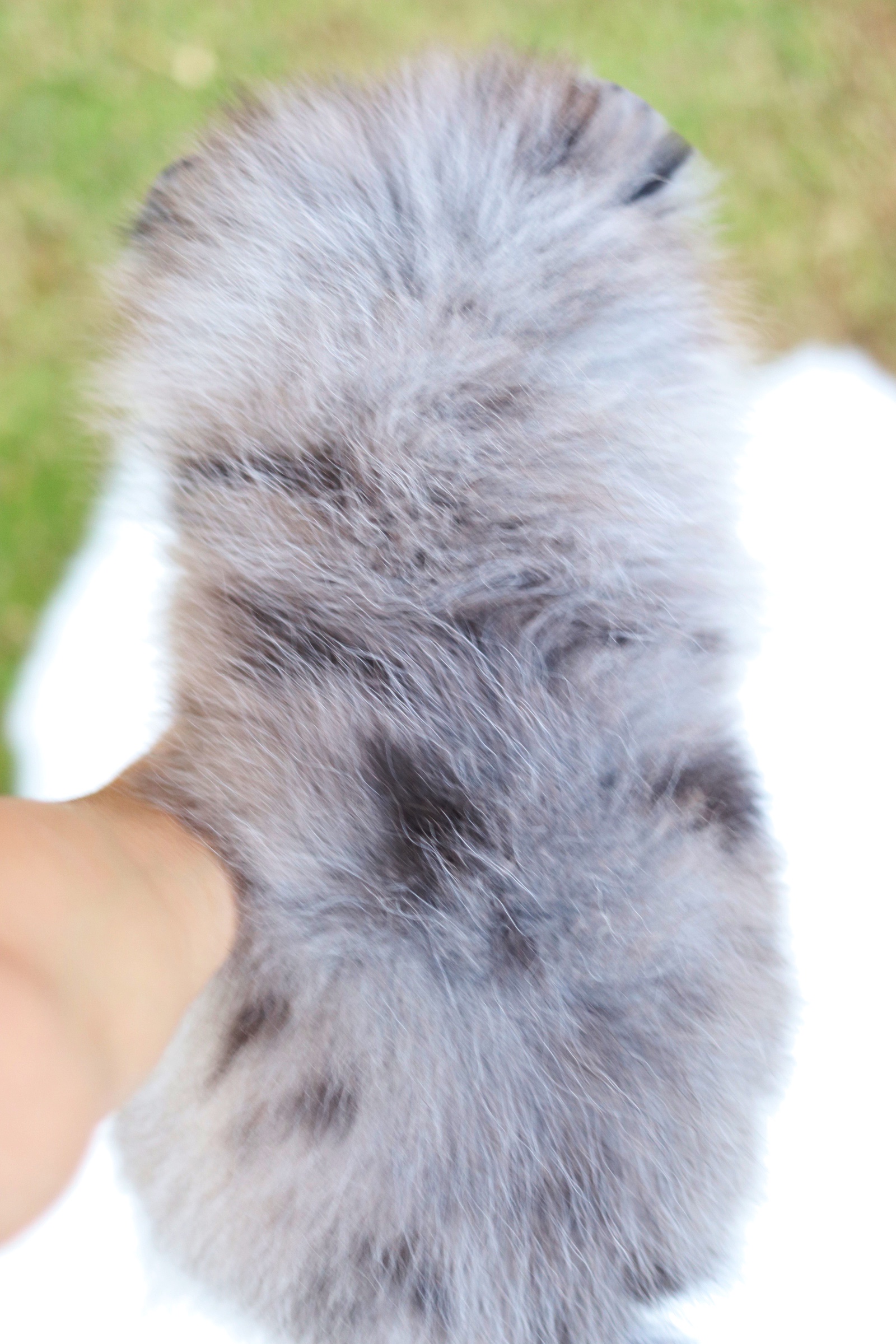 ปอมเมอเรเนียน เพศผู้ สีเมอร์เร่