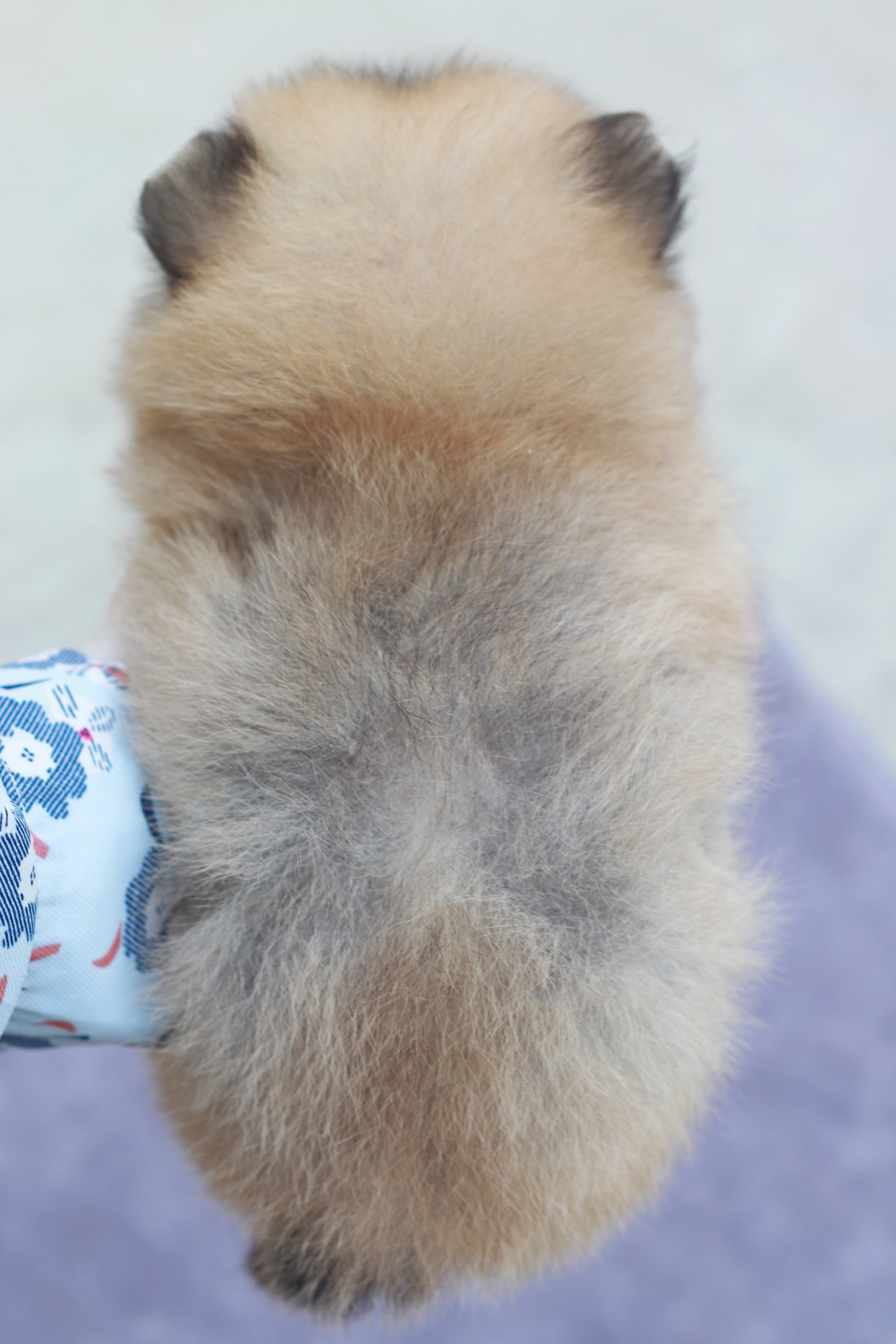 ปอมเมอเรเนียน เพศเมีย