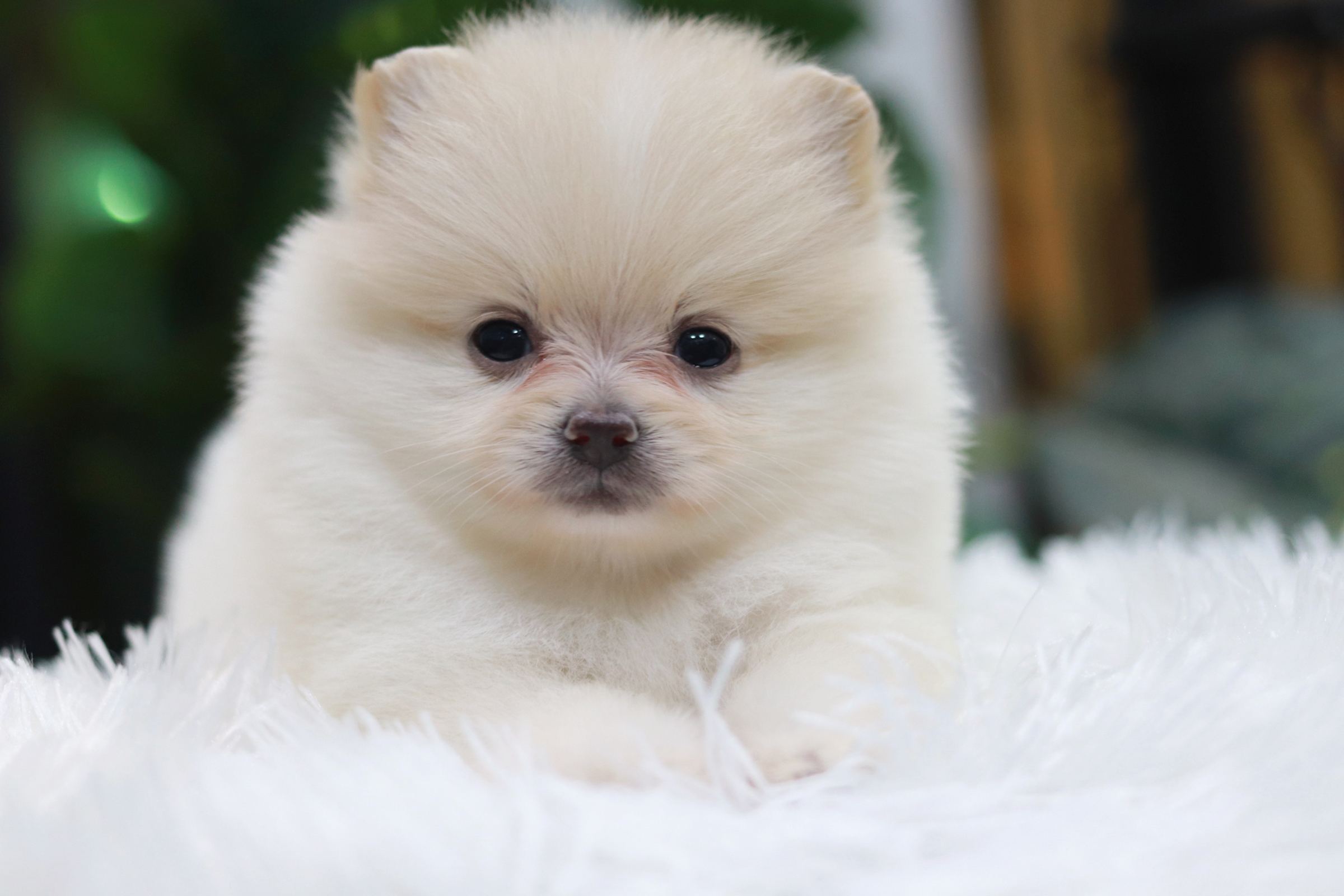 ปอมเมอเรเนียน เพศเมีย สีขาวครีม