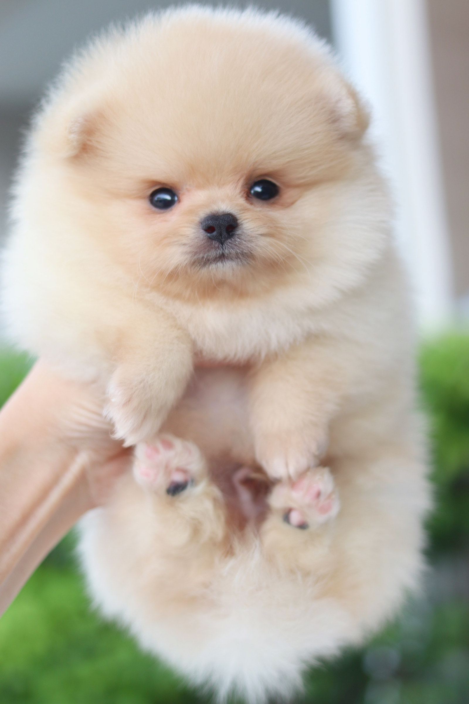 ปอมเมอเรเนียน เพศผู้ สีครีม