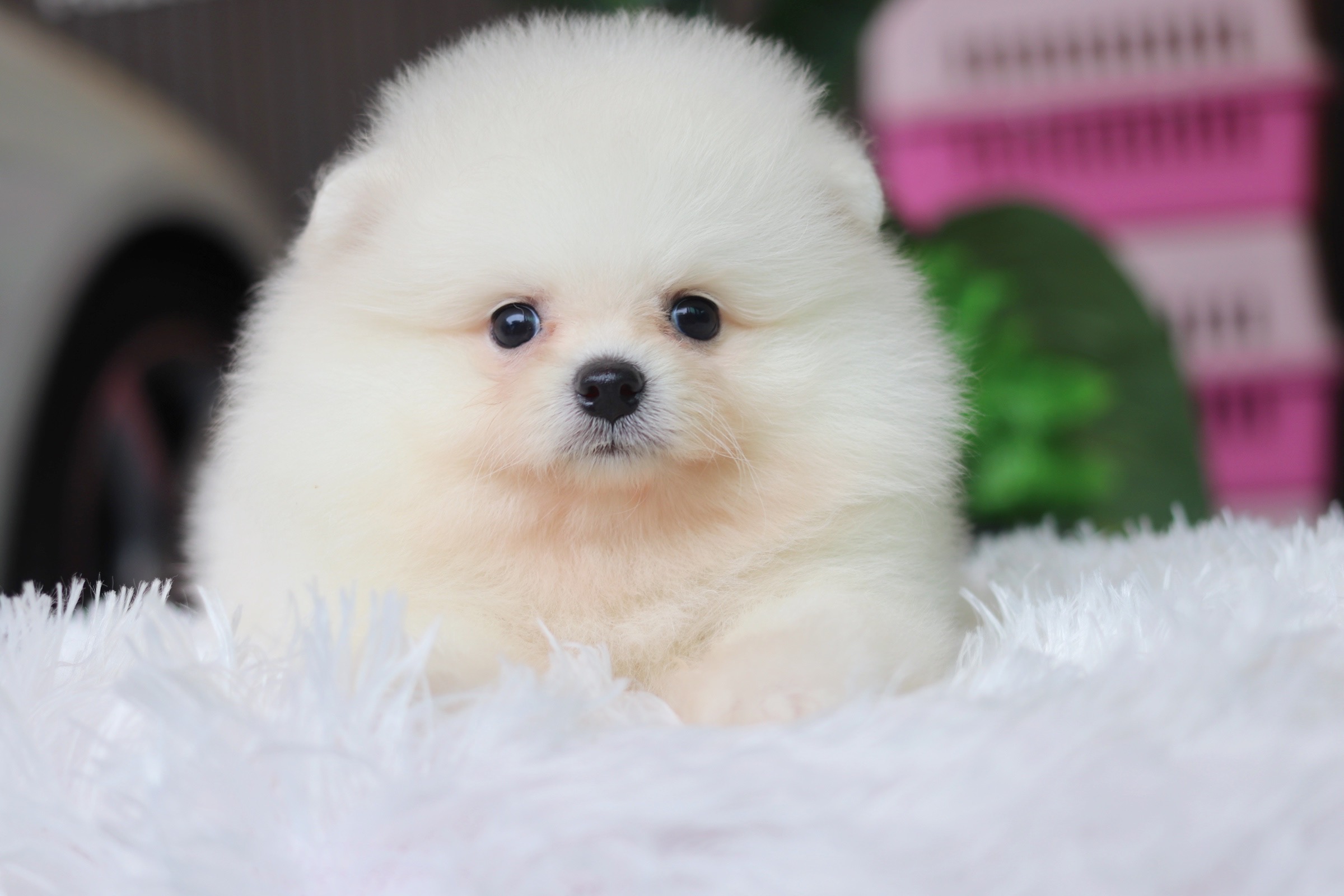 ปอมเมอเรเนียน เพศผู้ สีขาวครีม