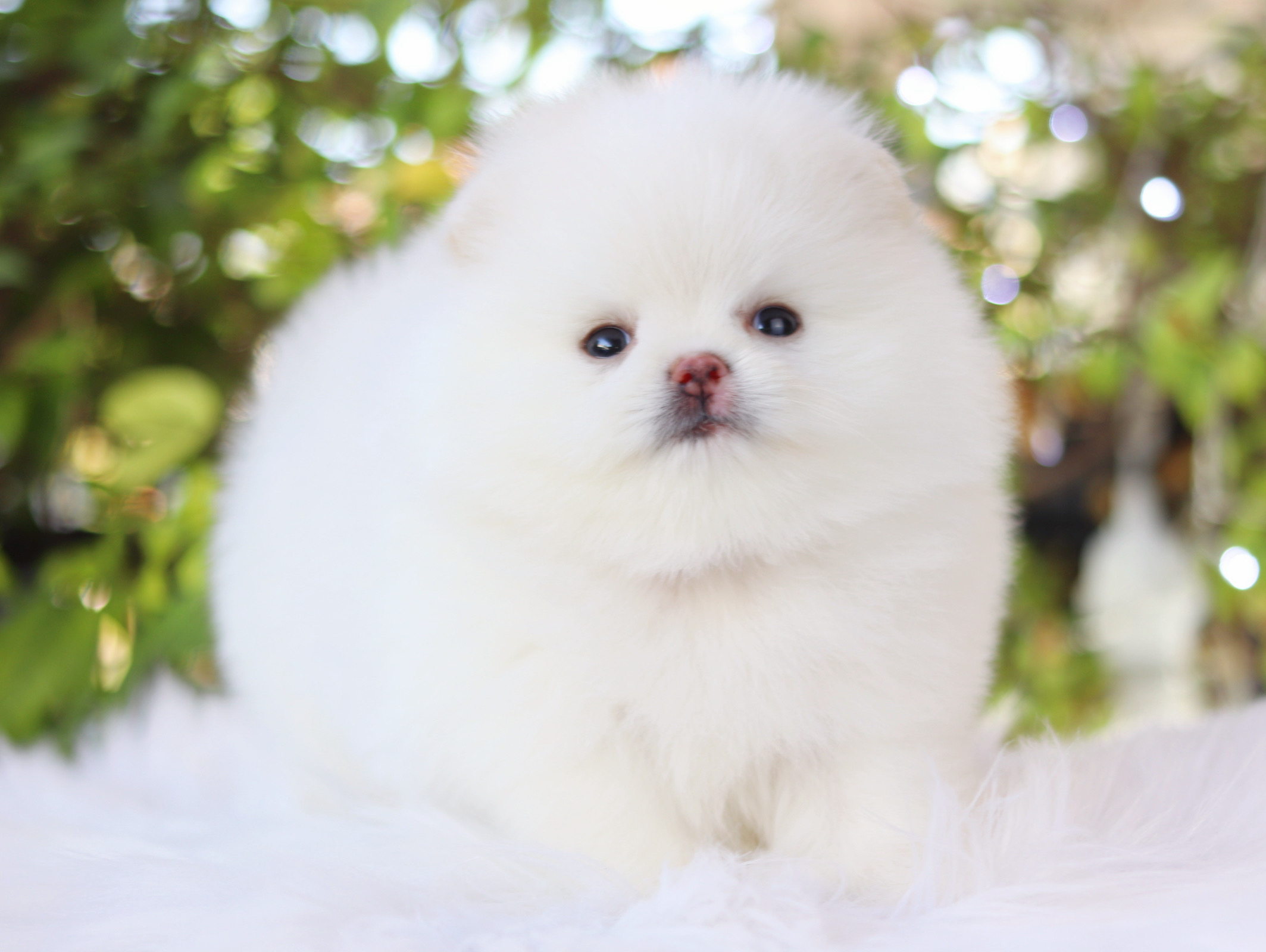 ปอมเมอเรเนียน เพศผู้สีขาวครีม เกรดโชว์