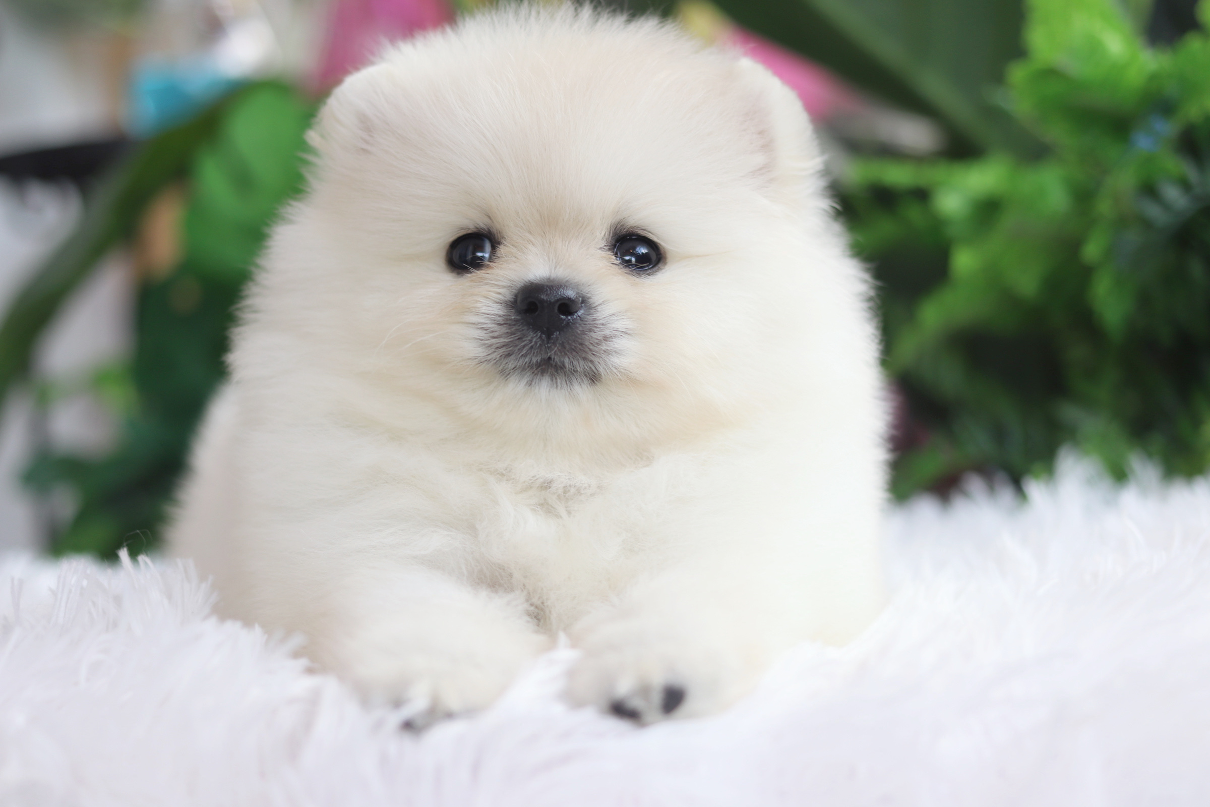 ปอมเมอเรเนียน เพศผู้ ขาวครีม