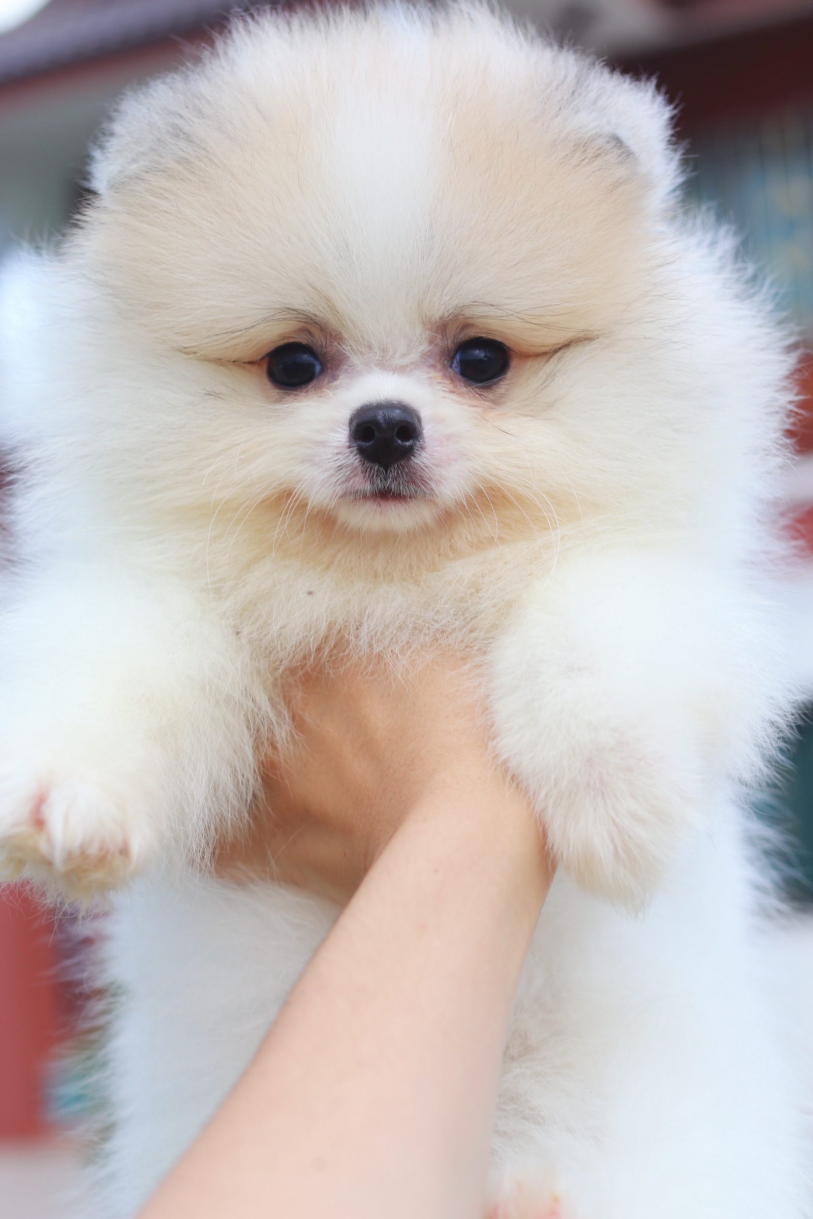 ปอมเมอเรเนียน เพศผู้สีแฟนซี