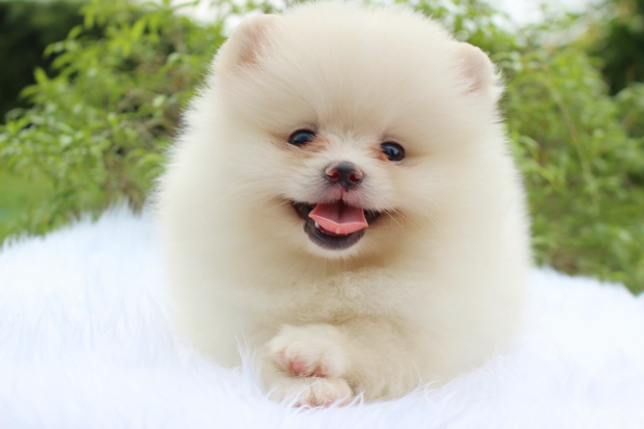 ปอมเมอเรเนียน เพศเมีย ขาวครีม