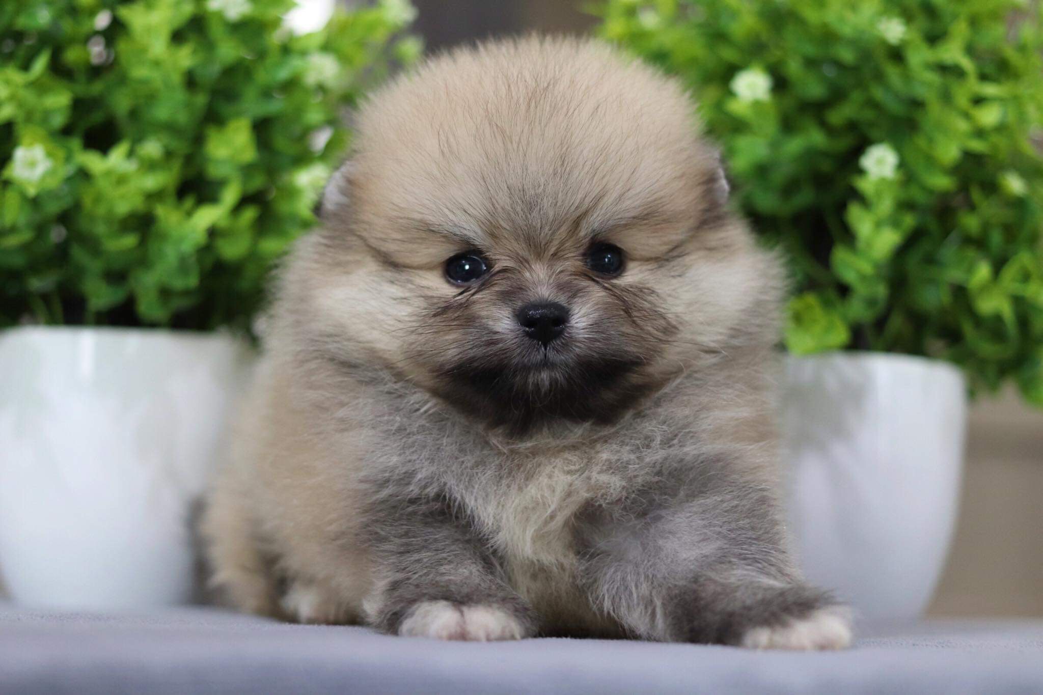 ปอมเมอเรเนียน เพศผู้