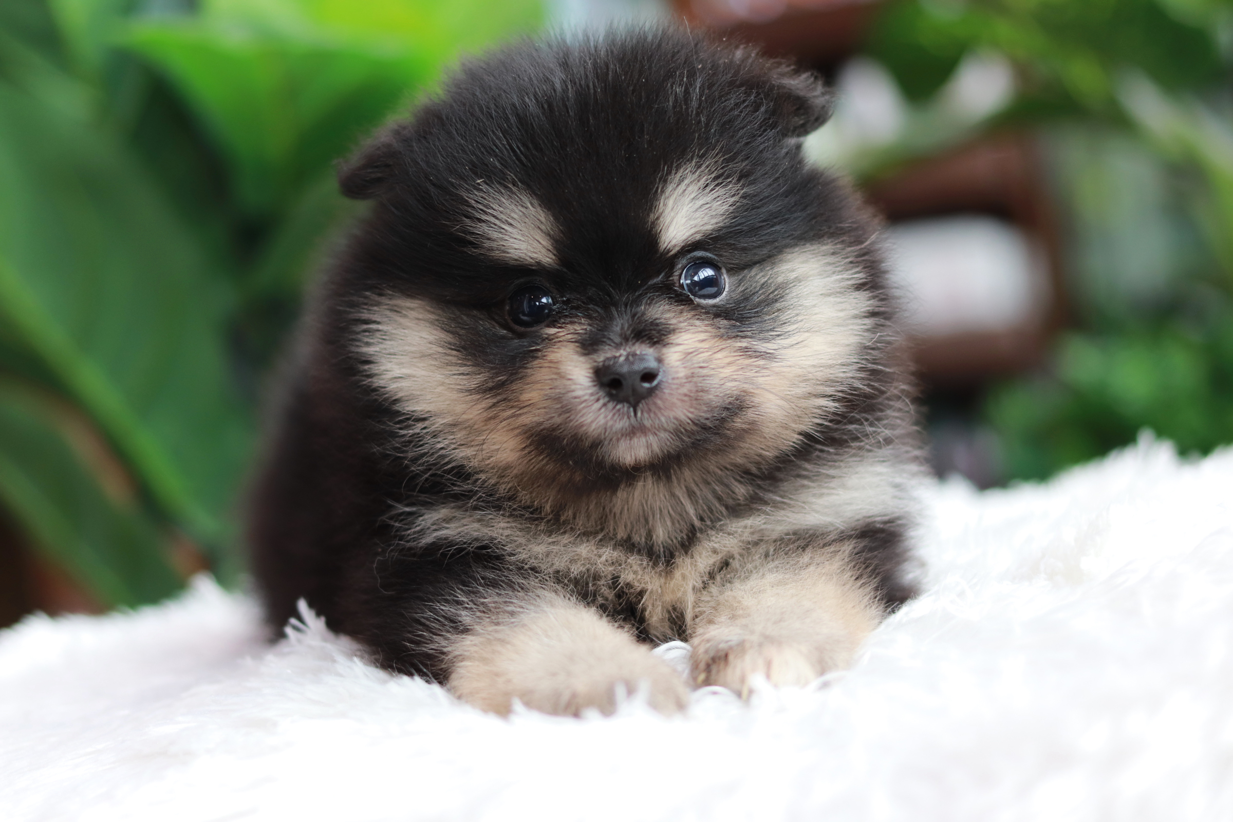 ปอมเมอเรเนียน เพศแบล็คแทนเมียมาร์คครบทุกจุดหน้าฟ็อก