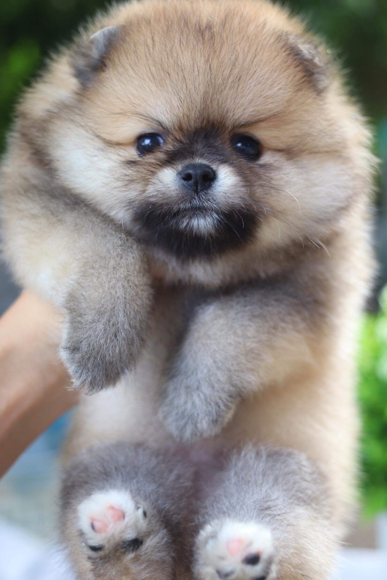 ปอมเมอเรเนียน เพศผู้