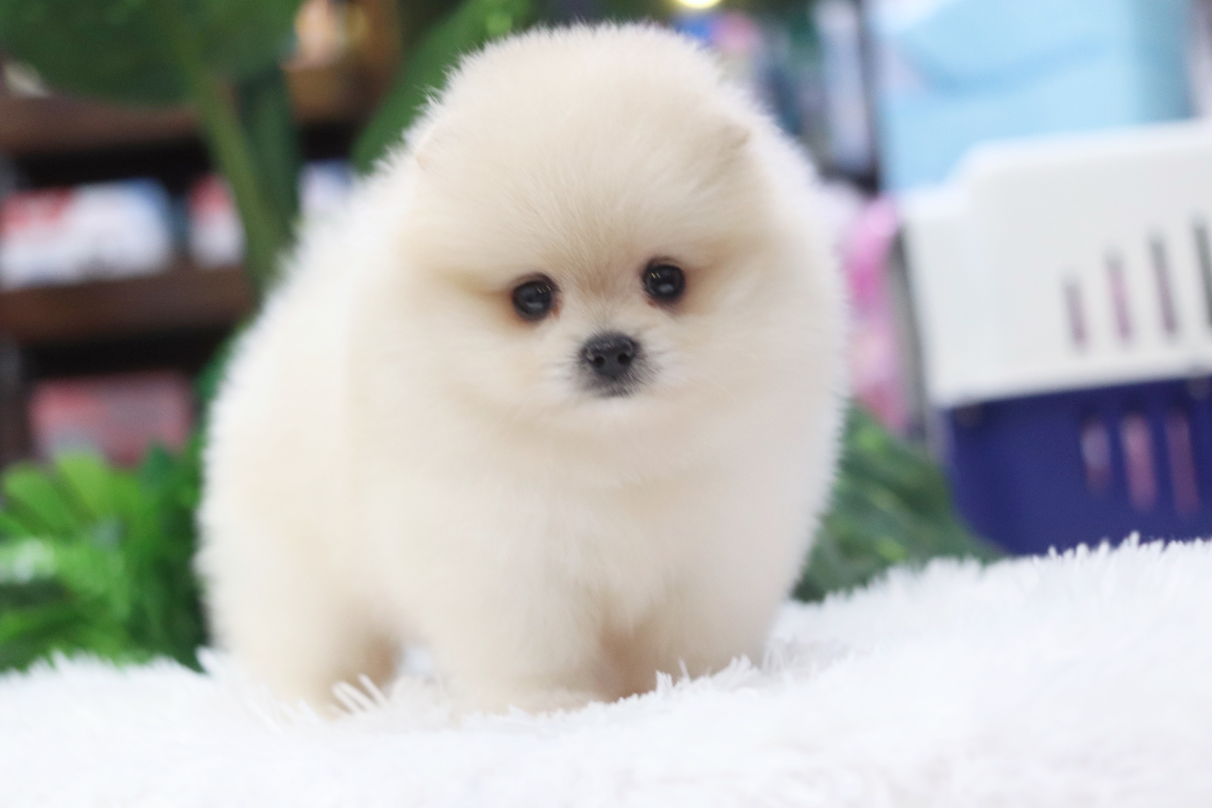 ปอมเมอเรเนียน เพศผู้ ขาวครีม