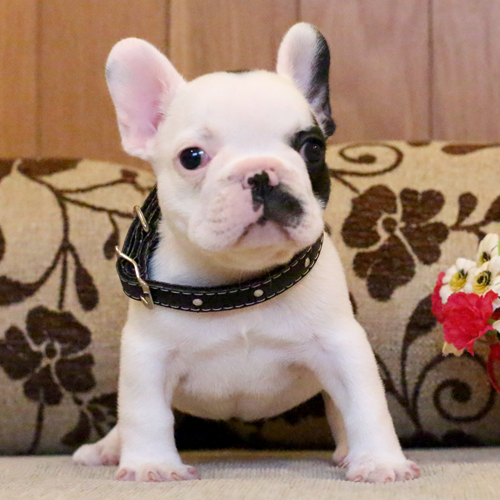 เด็กชายอาร์ก้า หน้าตาน่ารัก โครงสร้างสวย อายุ2เดือน