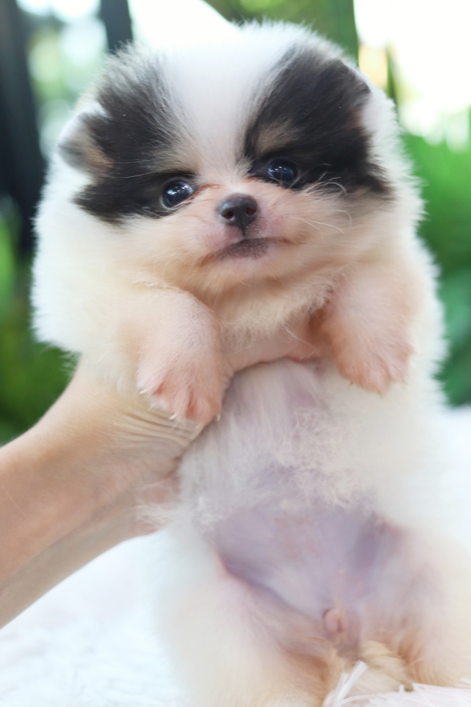 ปอมเมอเรเนียน เพศเมียแฟนซี