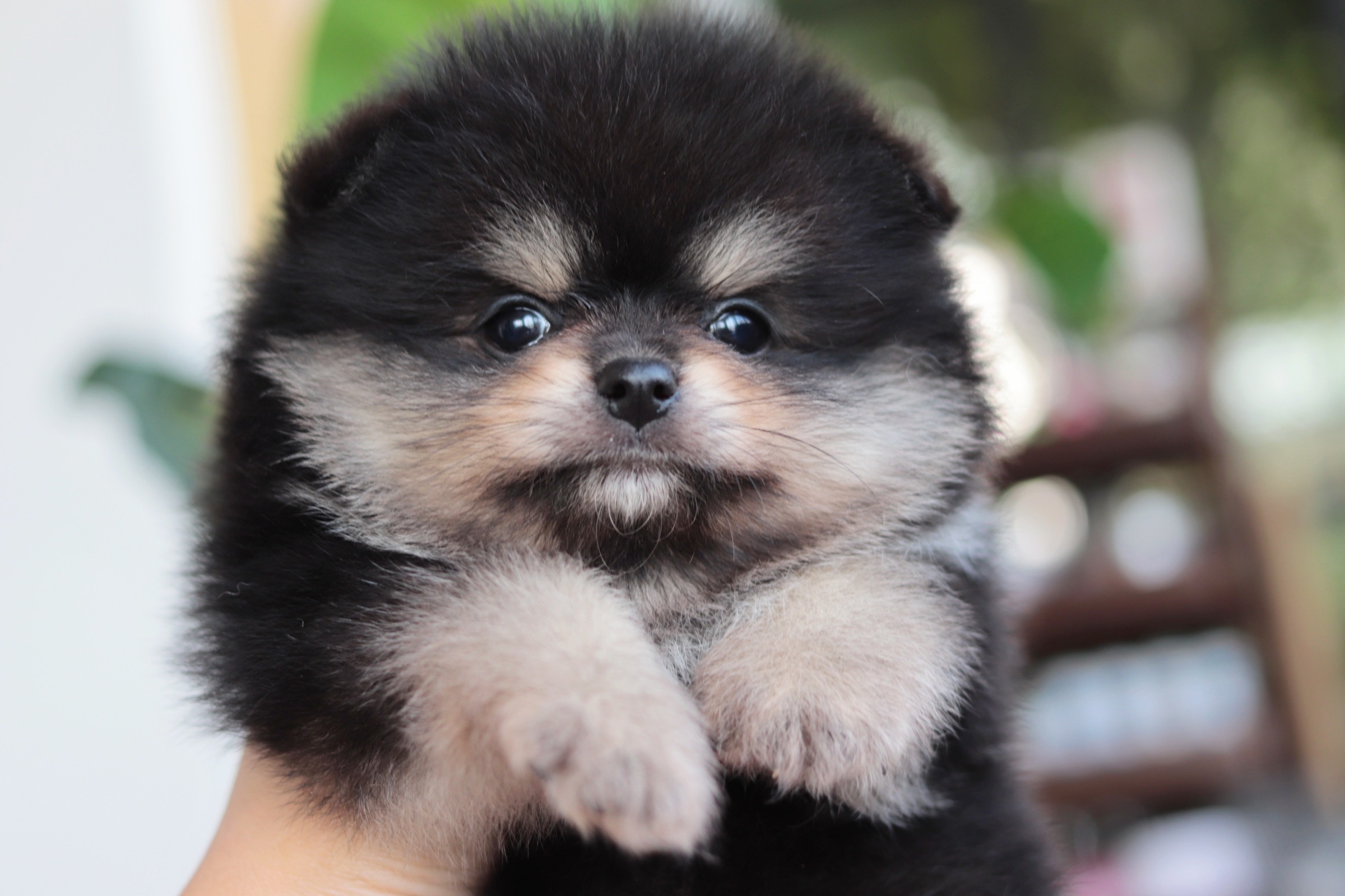 ปอมเมอเรเนียน เพศผู้แบล็คแทน หน้าฟ็อก