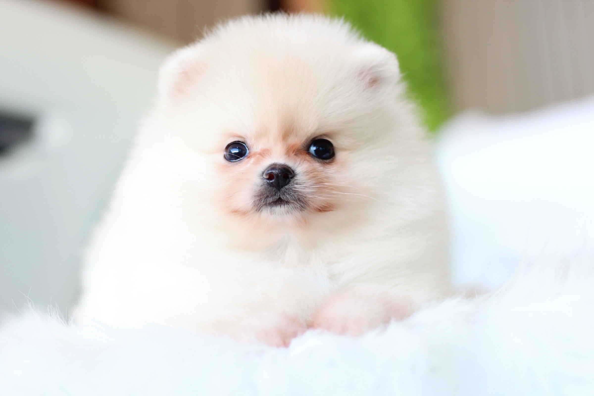 ปอมเมอเรเนียน เพศเมียสีครีม