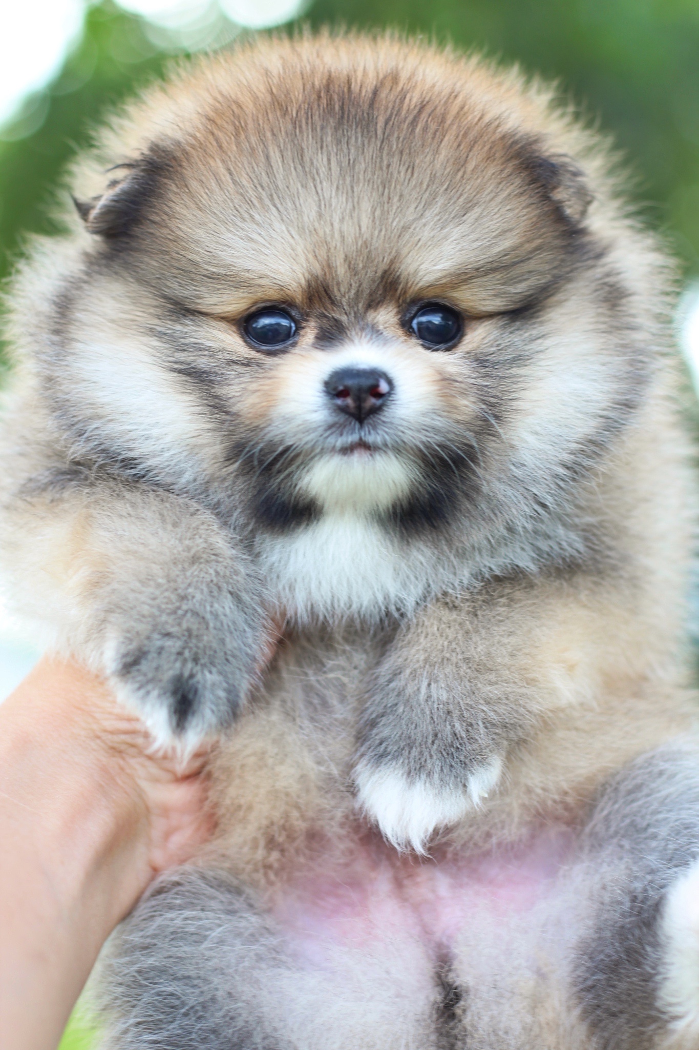 ปอมเมอเรเนียน เพศผู้สีส้ม