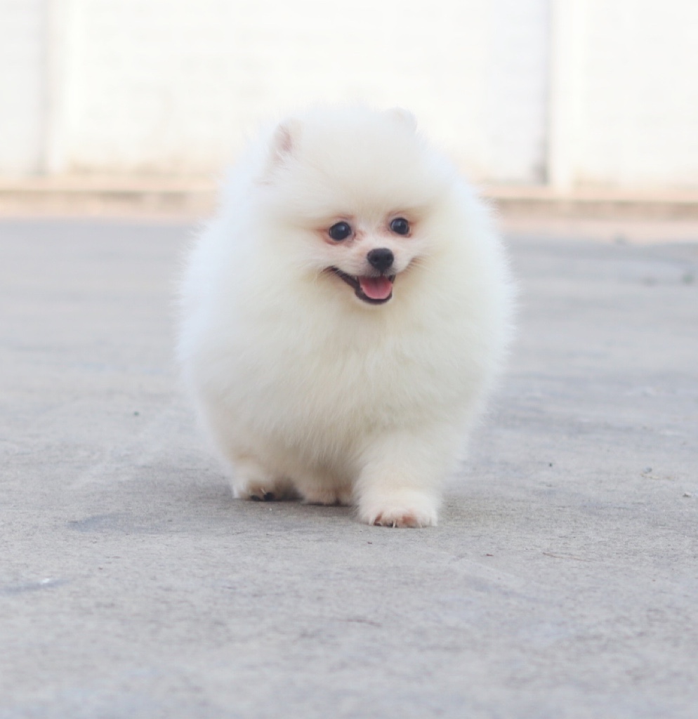 ปอมเมอเรเนียน เพศผู้ ขาวครีม